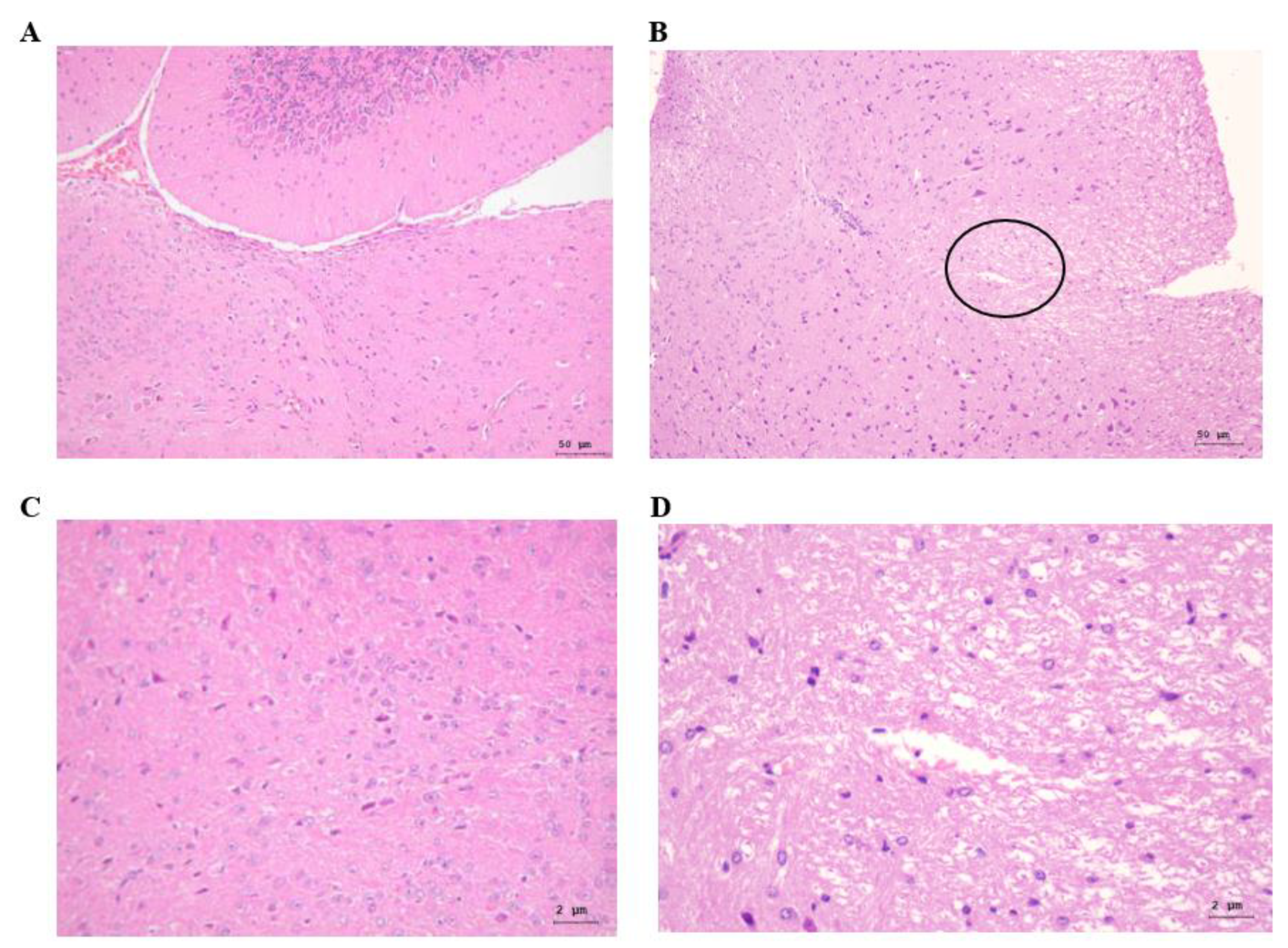 Vetsci 09 00113 g004 Vetsci 09 00113 g004