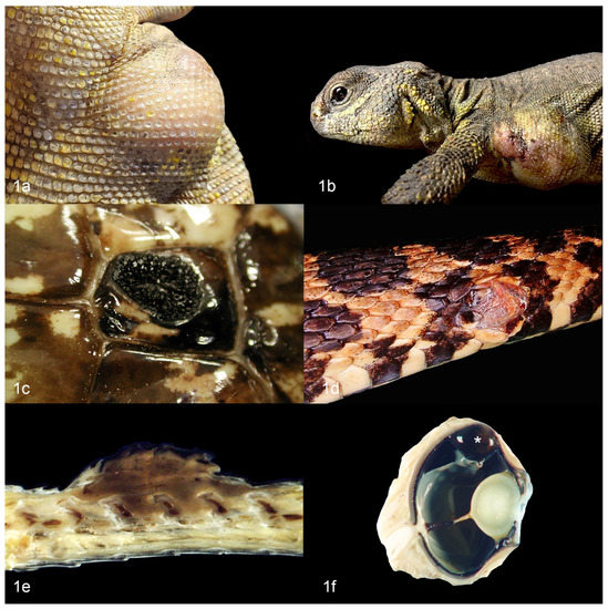 Veterinary Sciences Free FullText Chromatophoromas in Reptiles