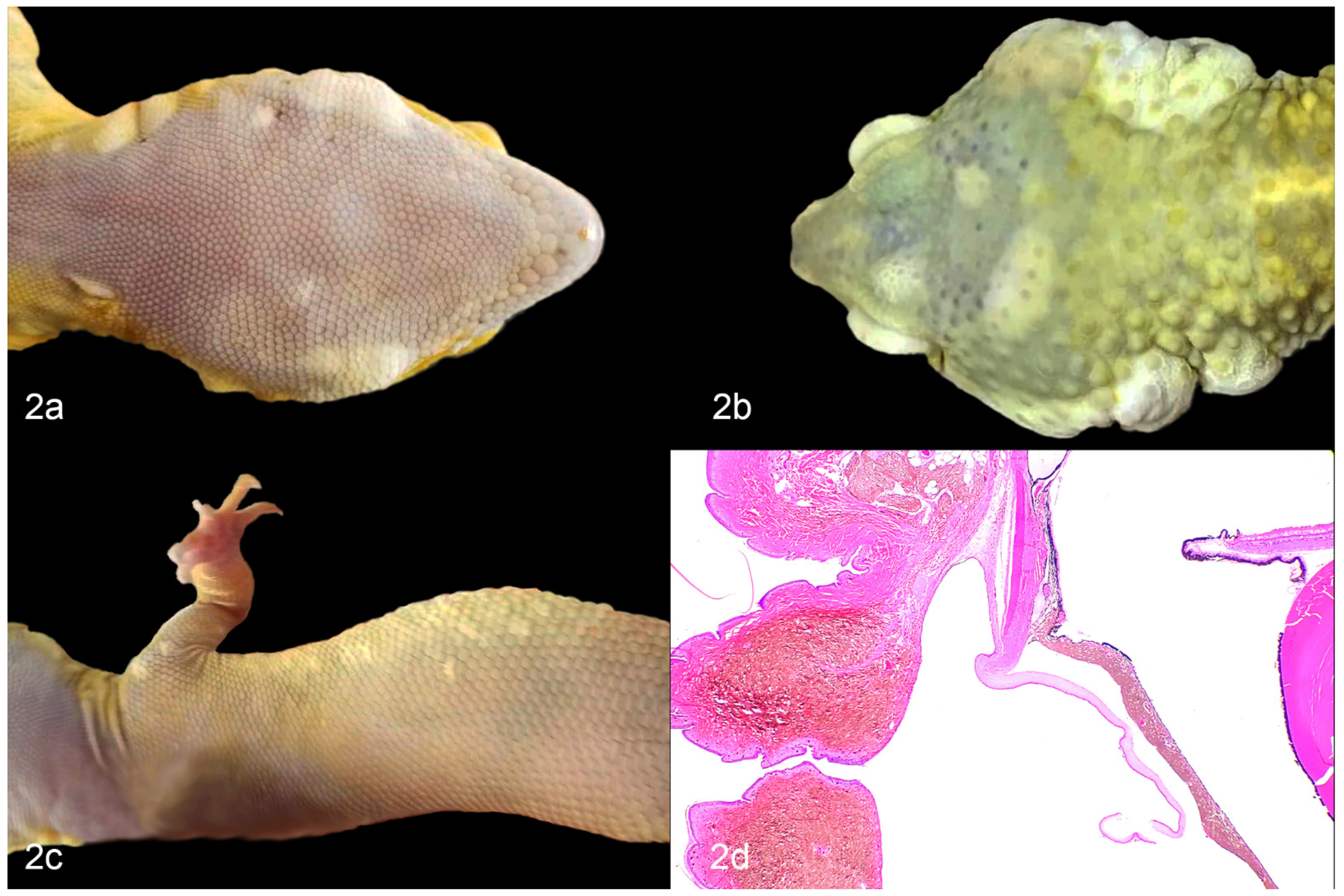 Vetsci 09 00115 g002 550