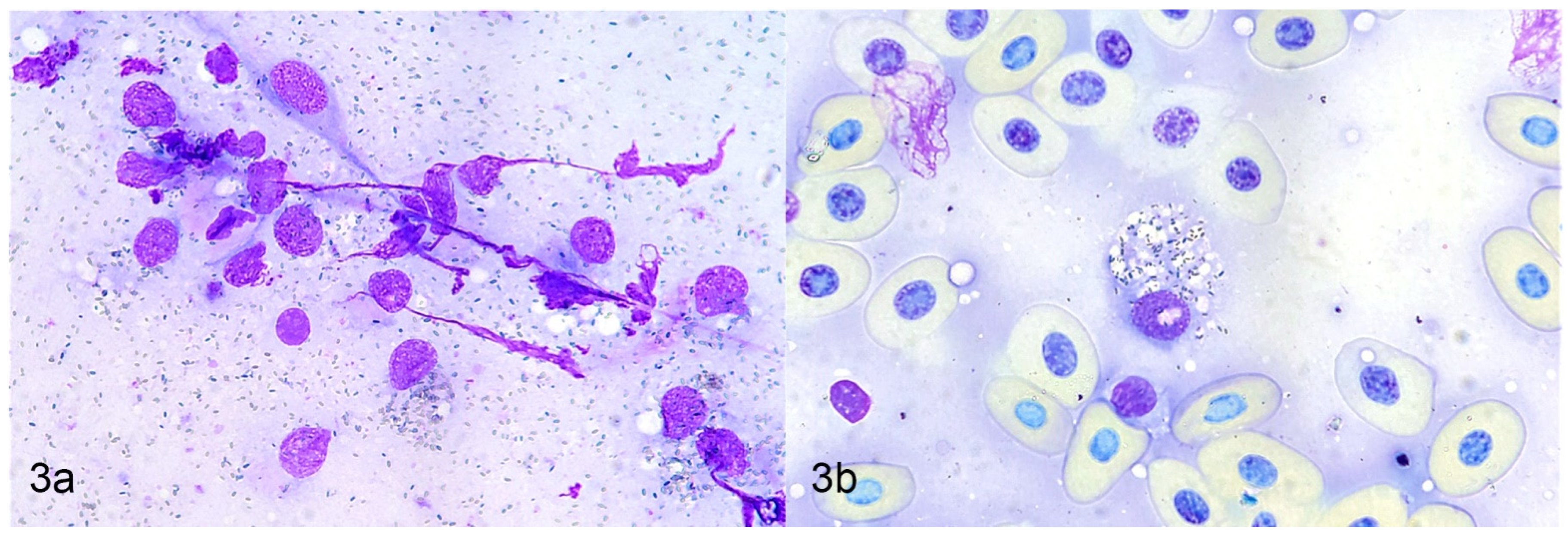 Vetsci 09 00115 g003 550