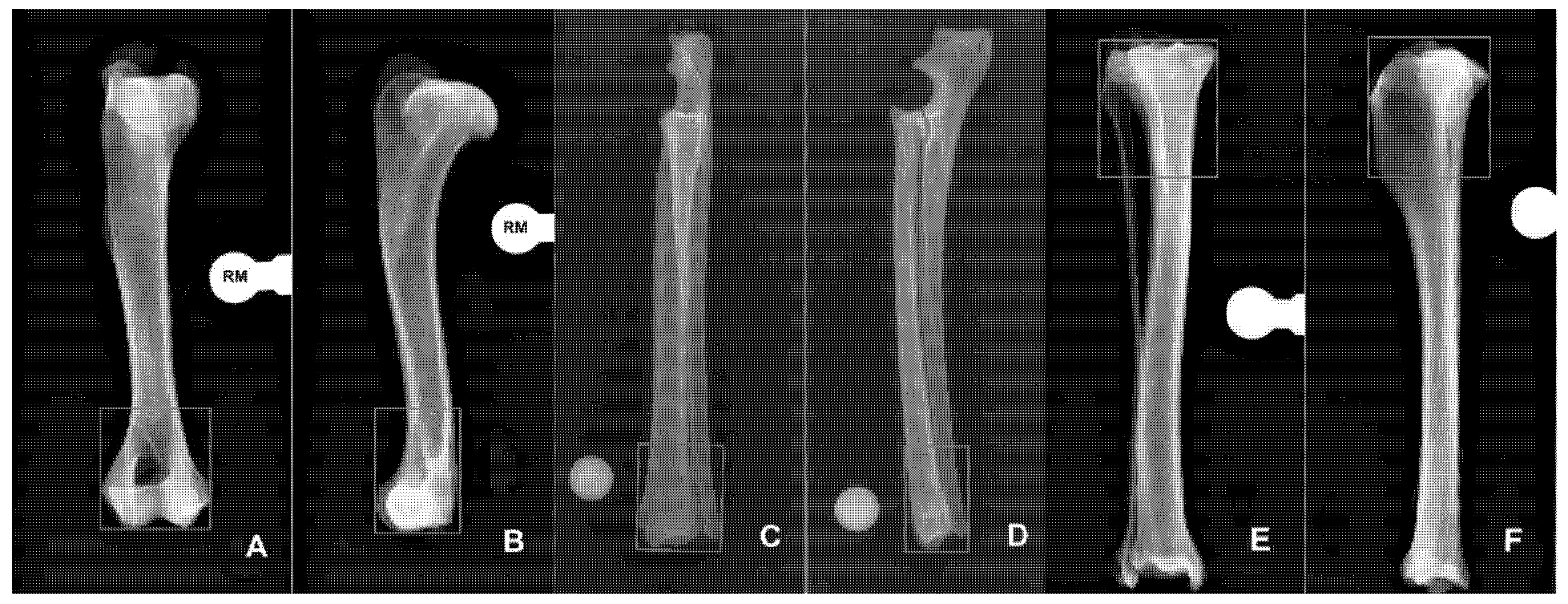 Vetsci 09 00120 g001