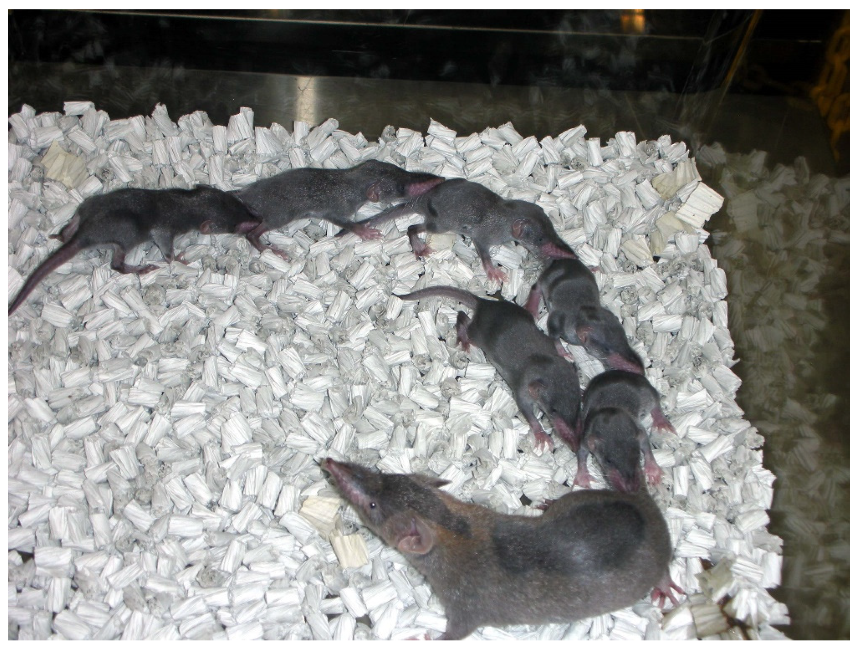 Vetsci 09 00123 g001 Vetsci 09 00123 g001