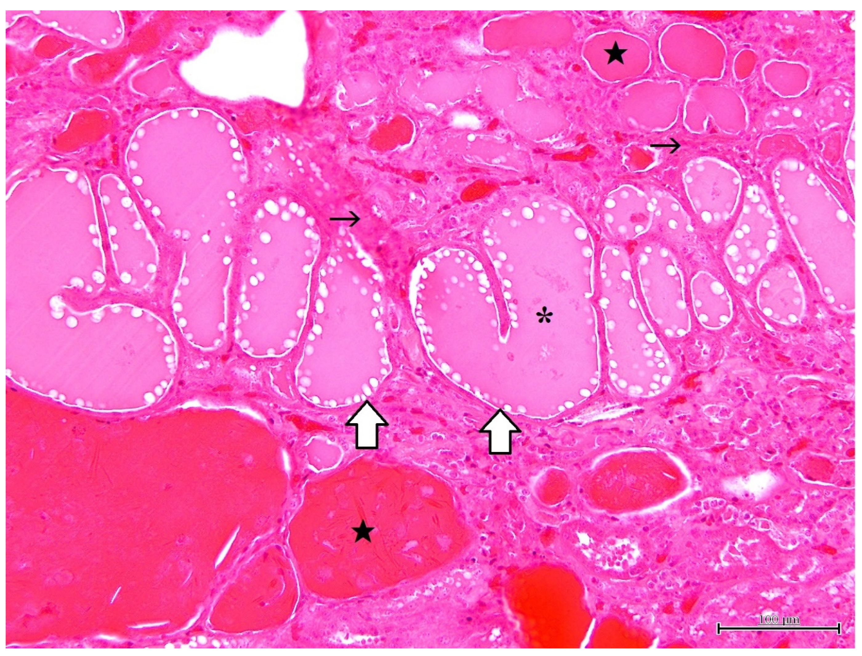 Vetsci 09 00123 g002 Vetsci 09 00123 g002