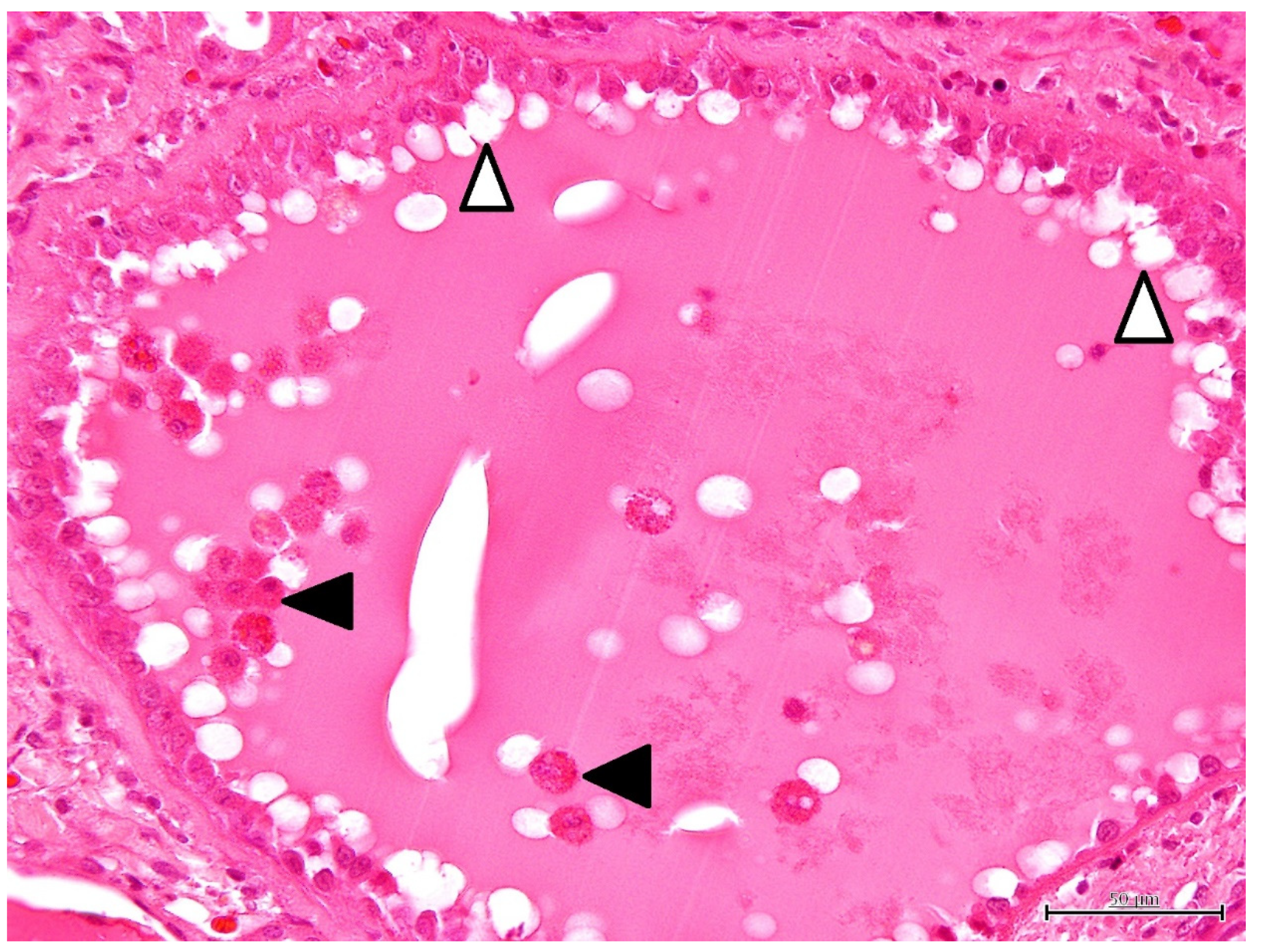 Vetsci 09 00123 g003 Vetsci 09 00123 g003