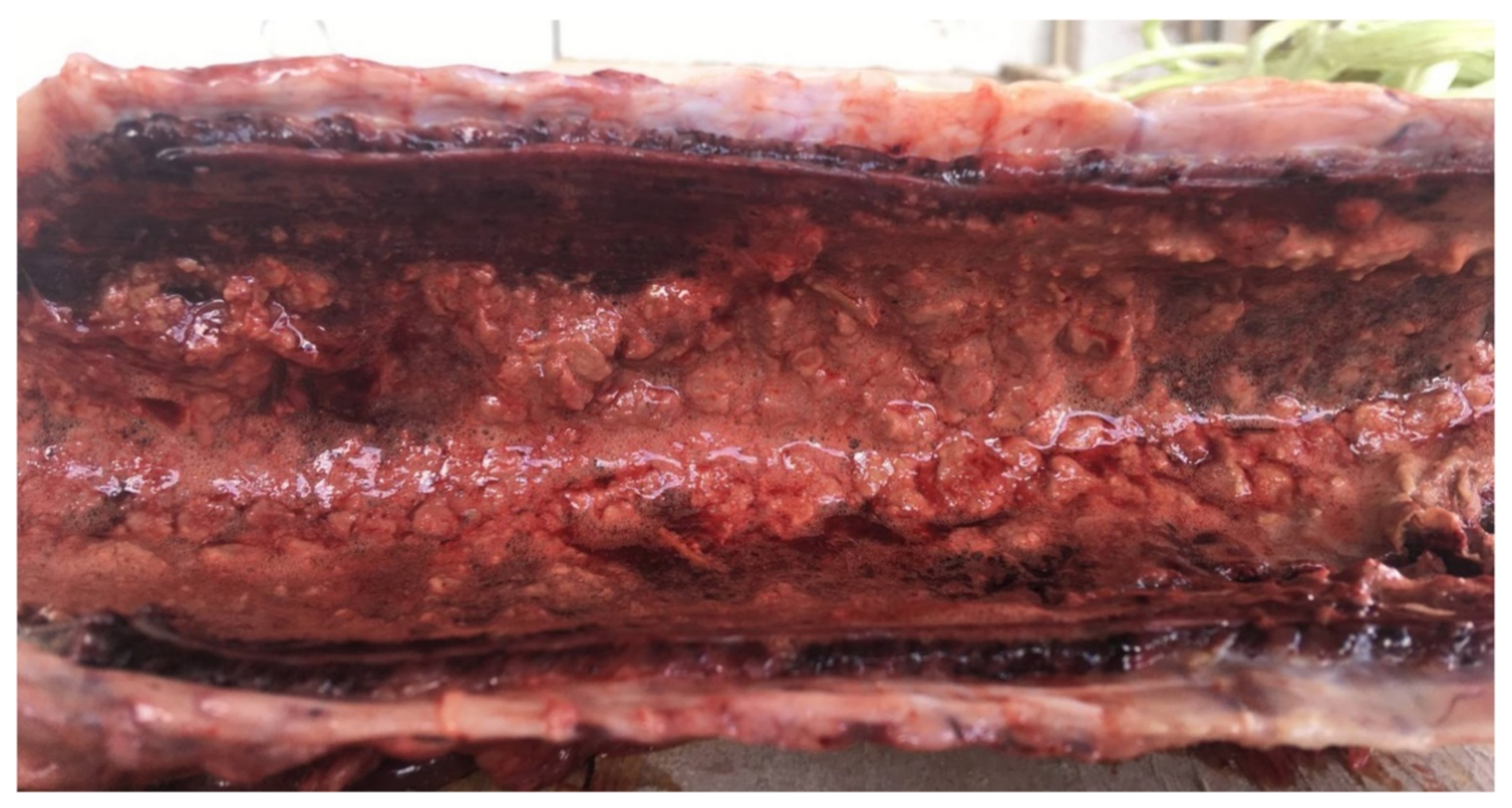 Vetsci 09 00128 g001