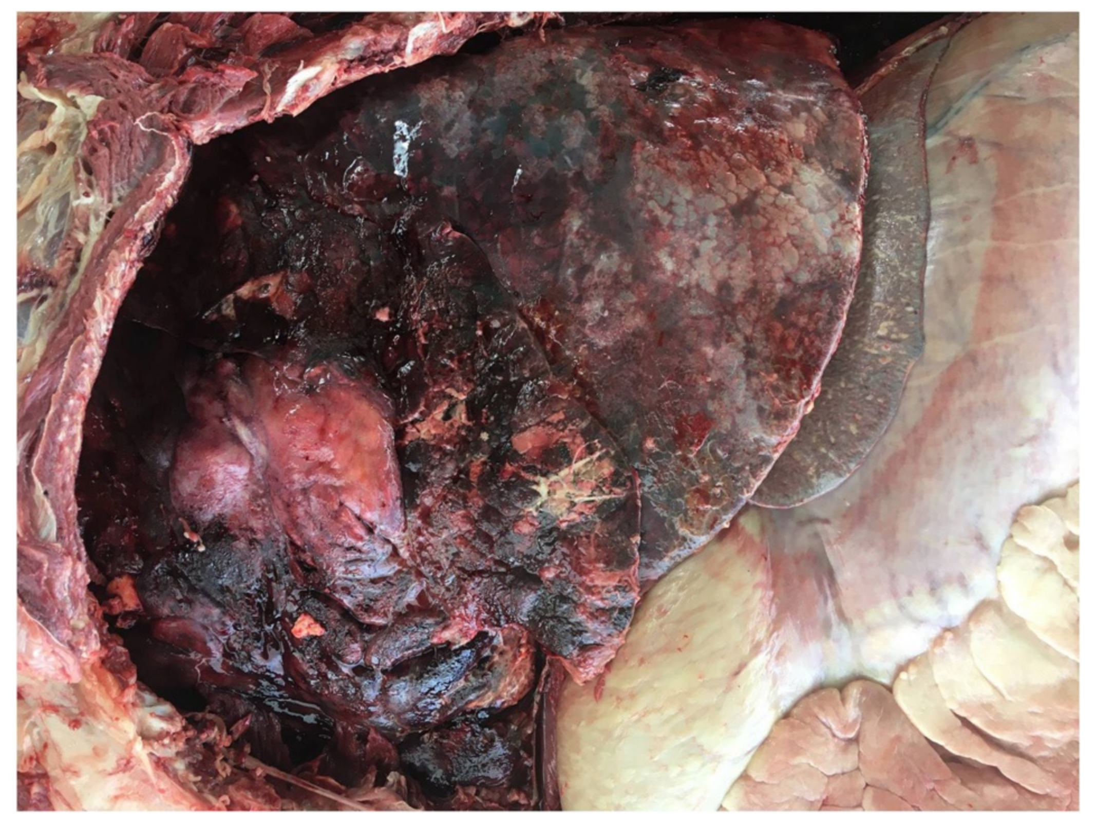 Vetsci 09 00128 g002