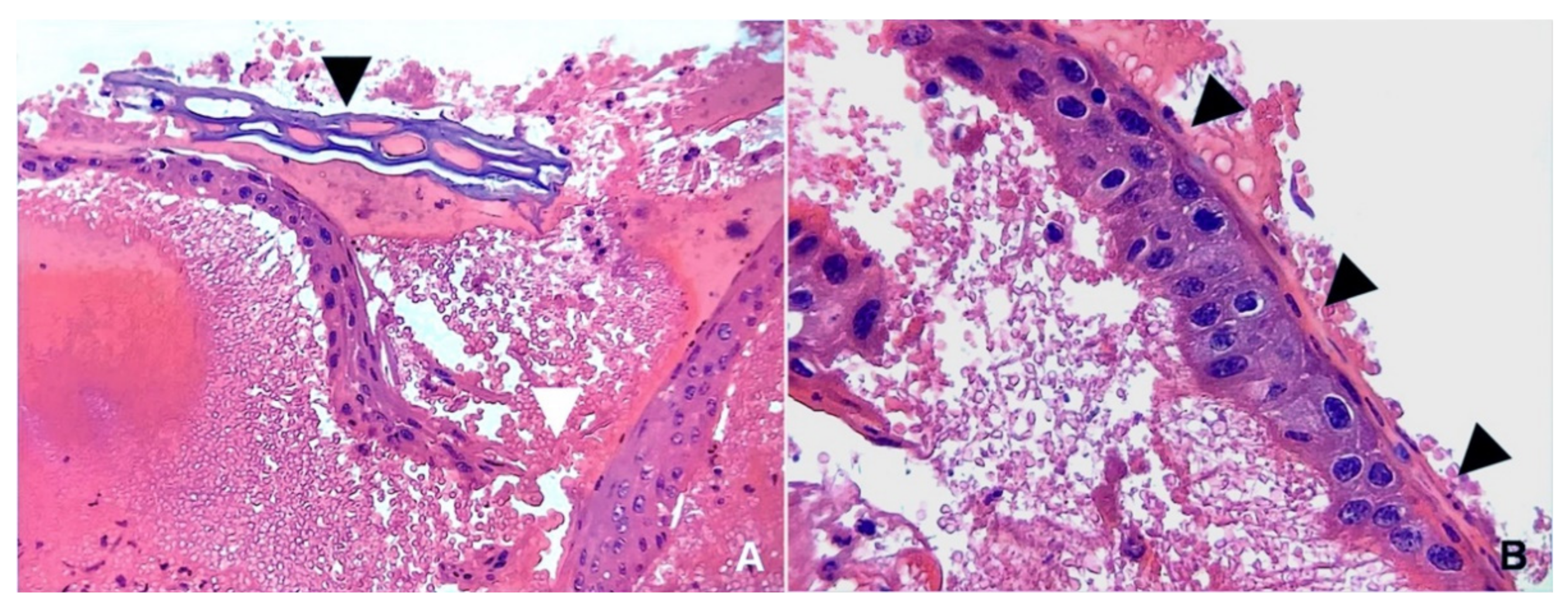 Vetsci 09 00128 g003