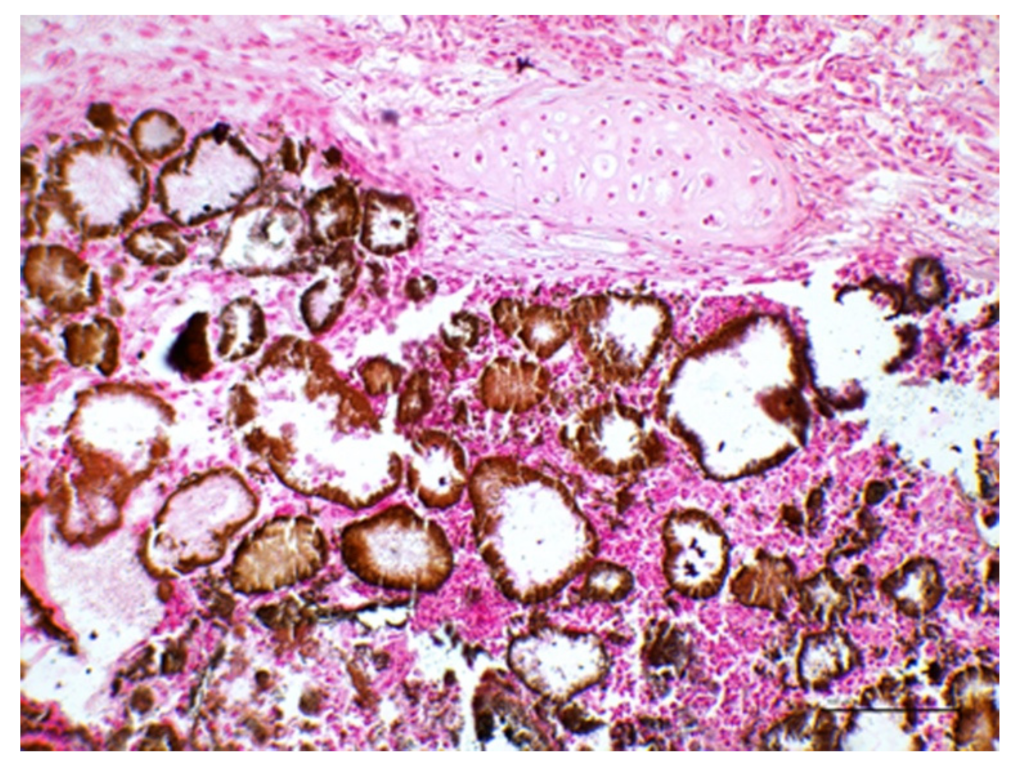 Vetsci 09 00128 g006