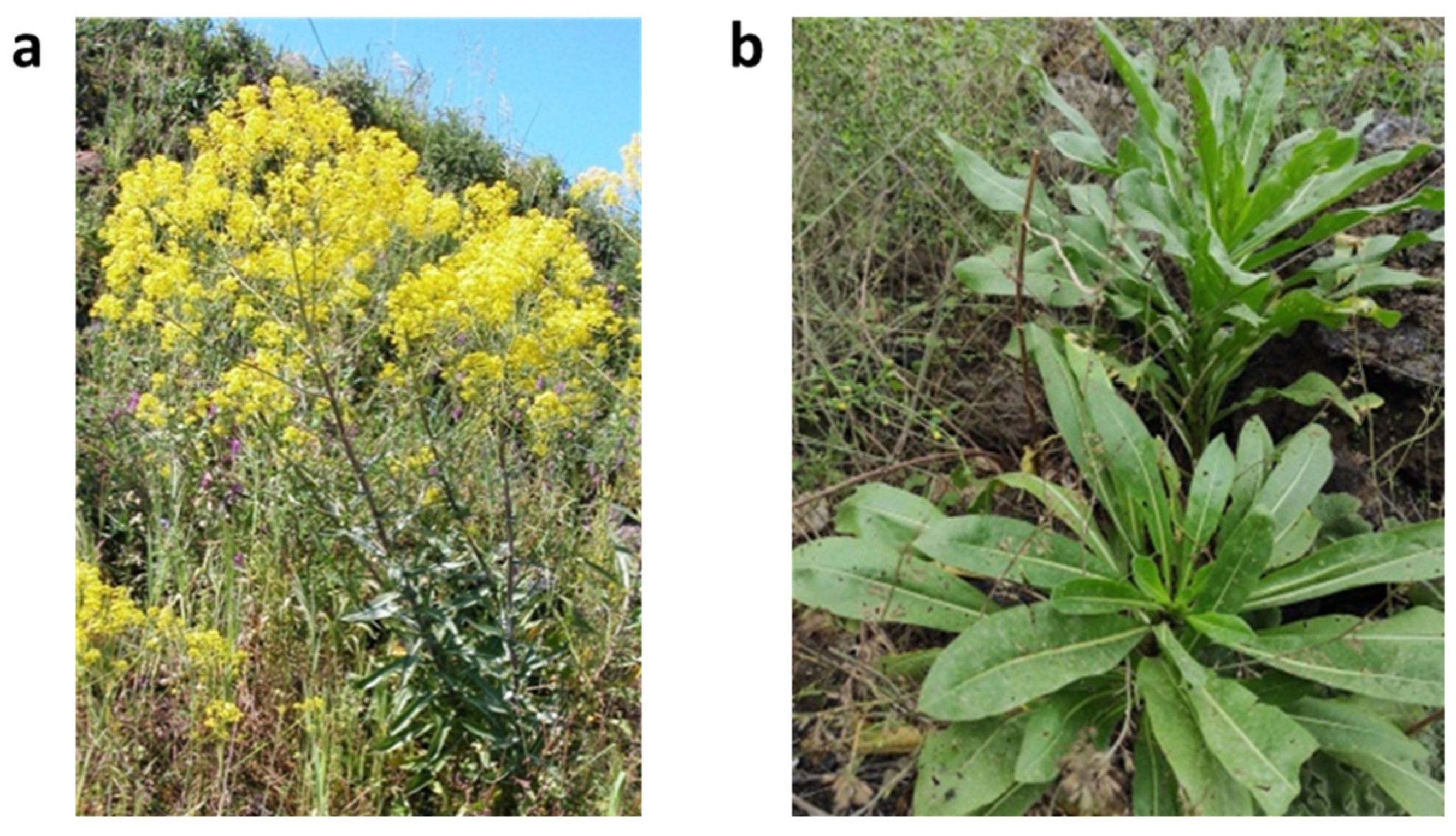 Vetsci 09 00129 g001 550