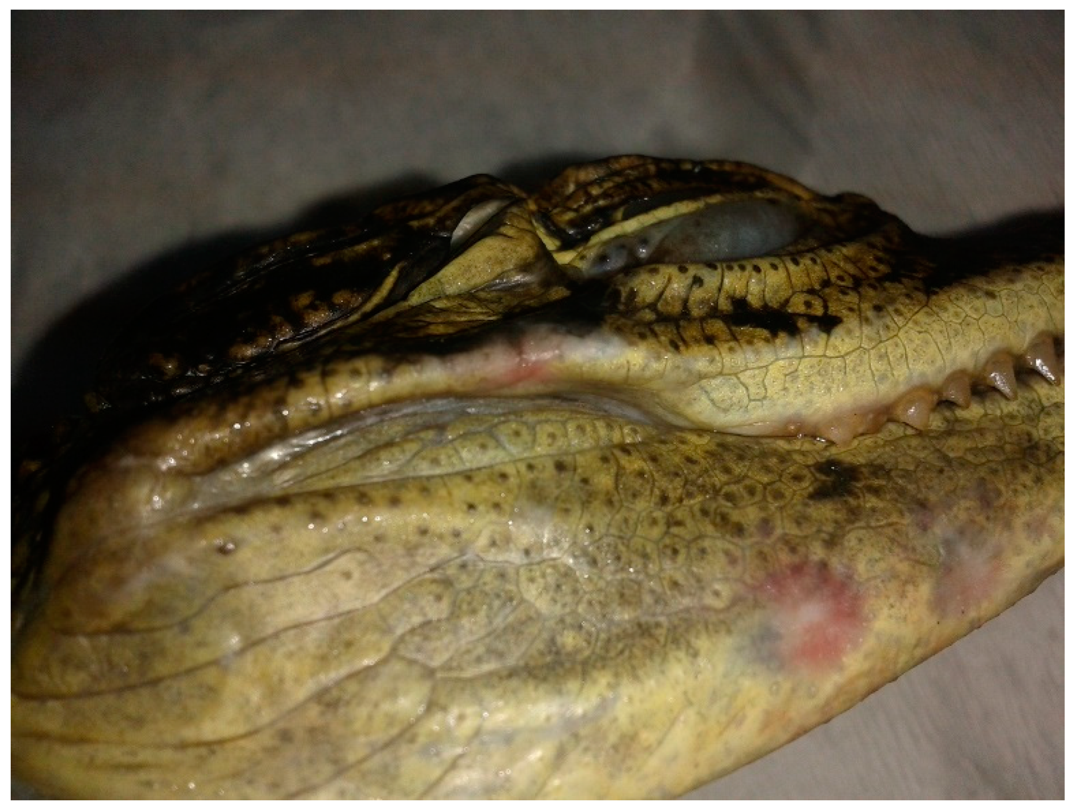 Vetsci 09 00133 g001 Vetsci 09 00133 g001