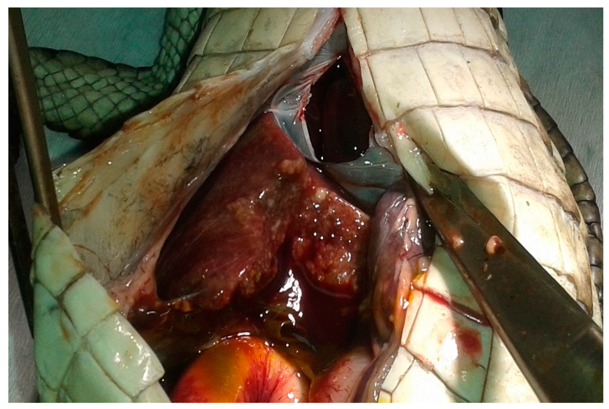 Vetsci 09 00133 g002 Vetsci 09 00133 g002