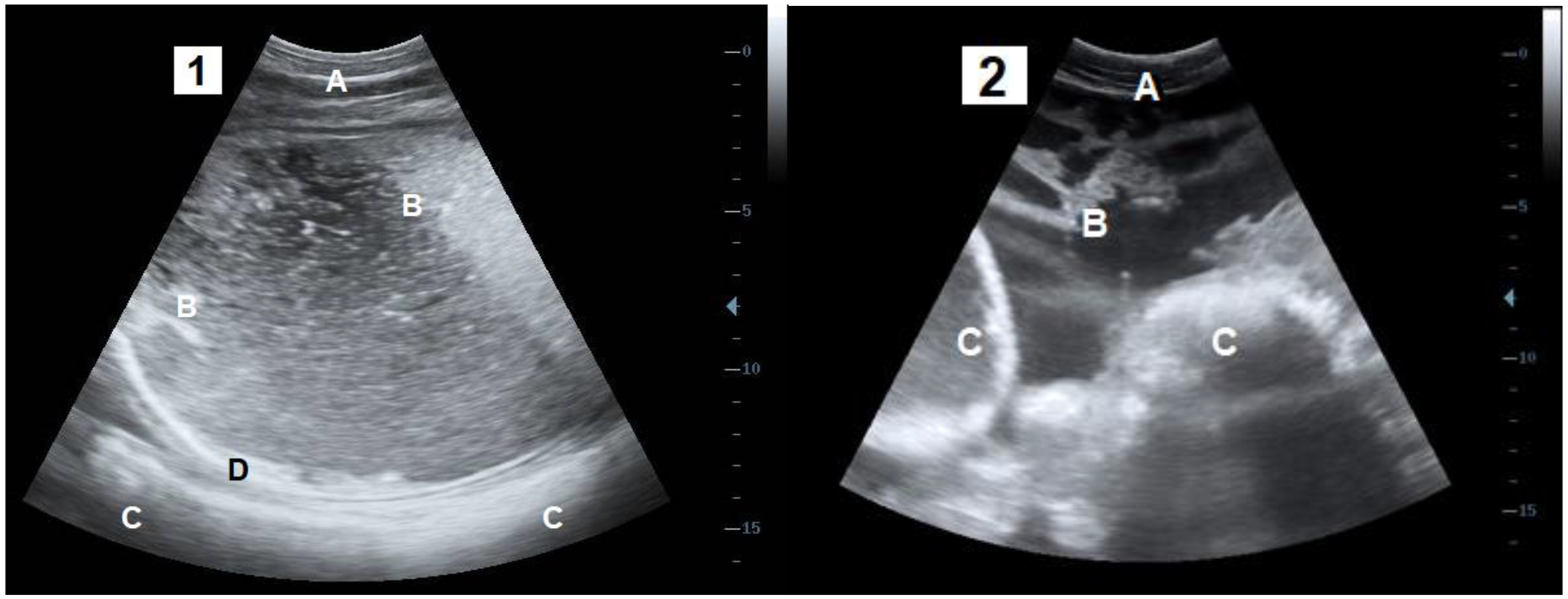 Vetsci 09 00134 g001