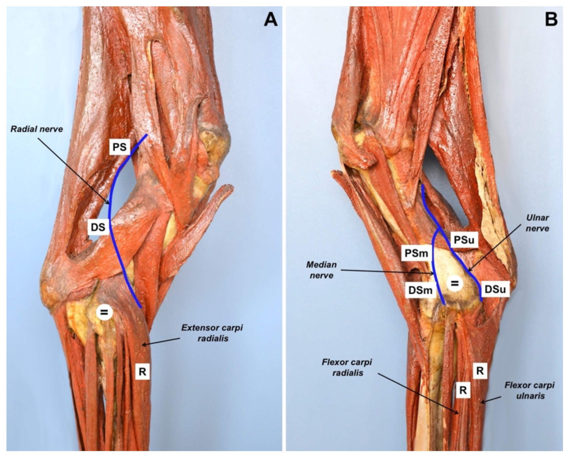 Vetsci 09 00136 g002