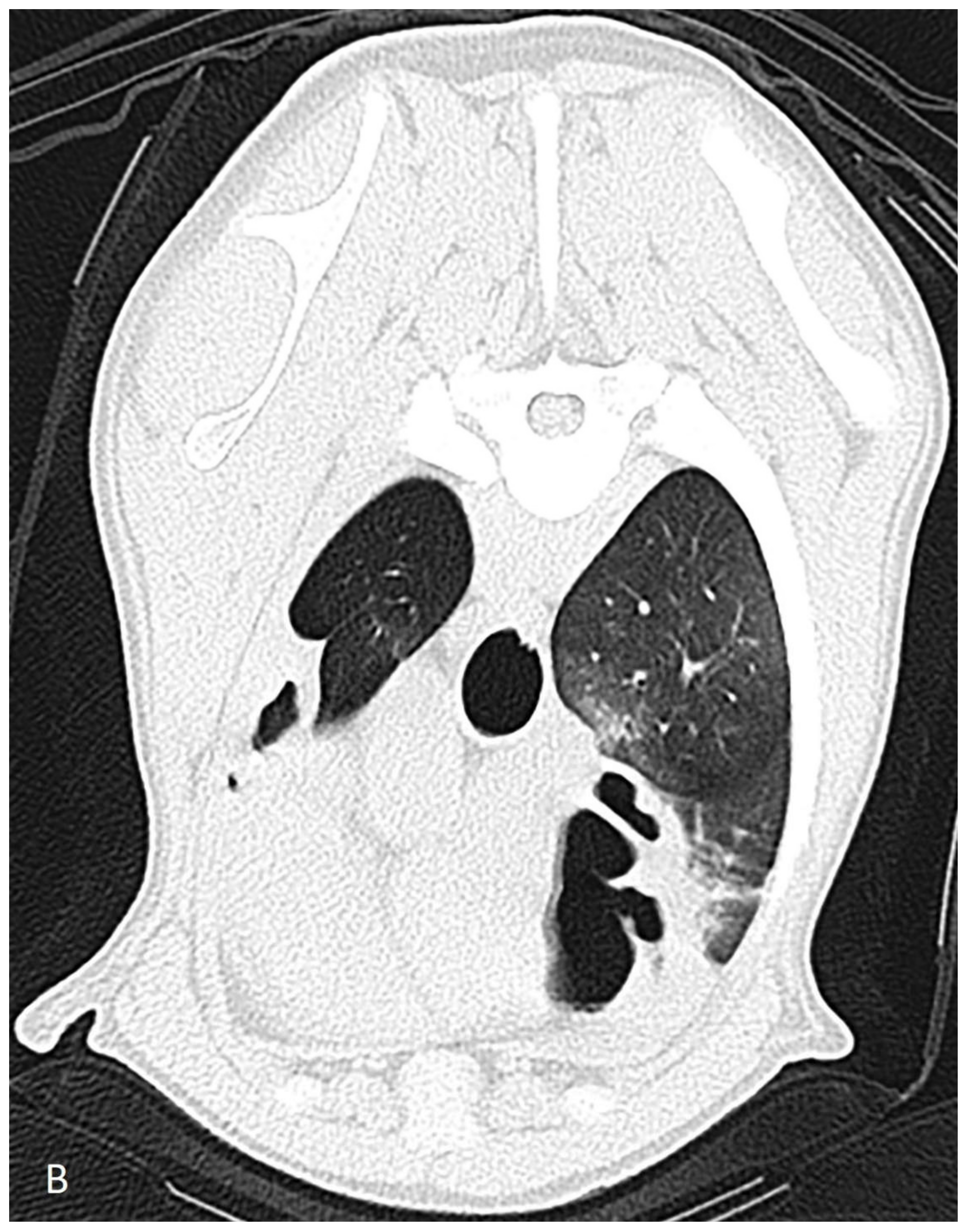 Vetsci 09 00137 g001b