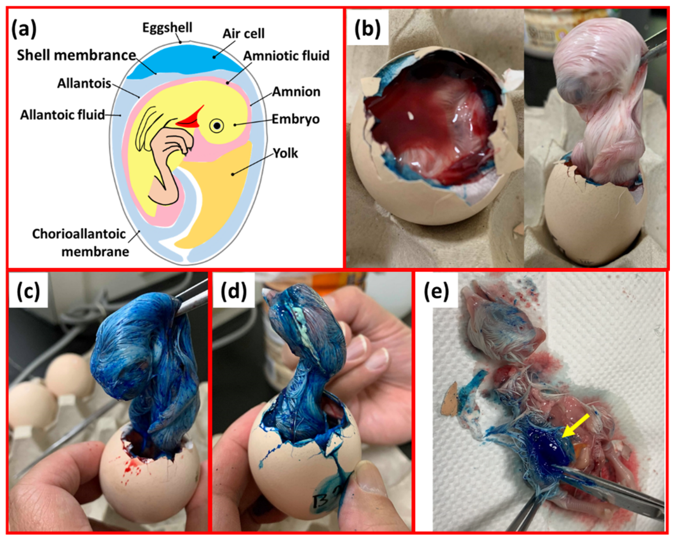 Vetsci 09 00147 g003 550