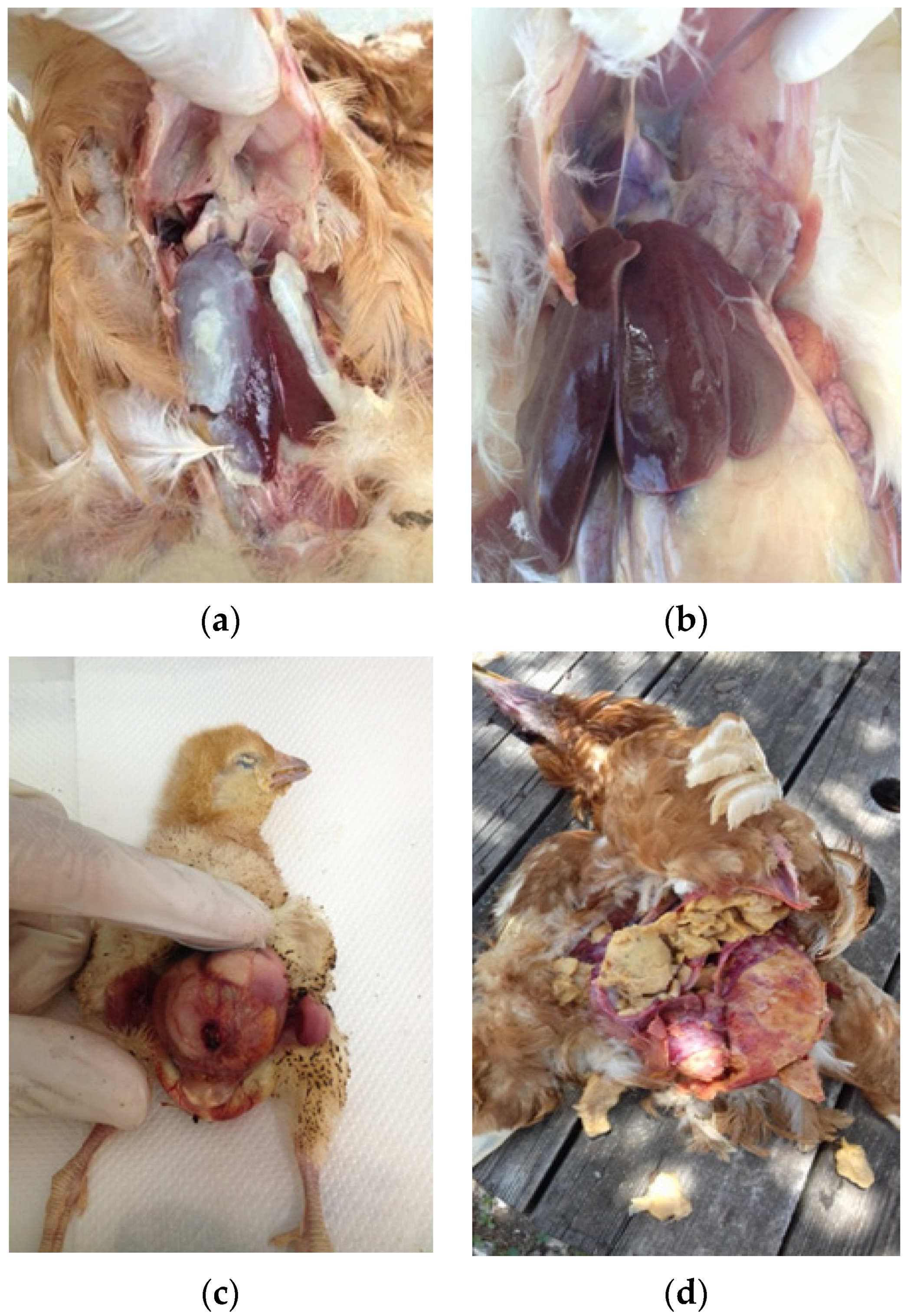 Vetsci 09 00152 g001