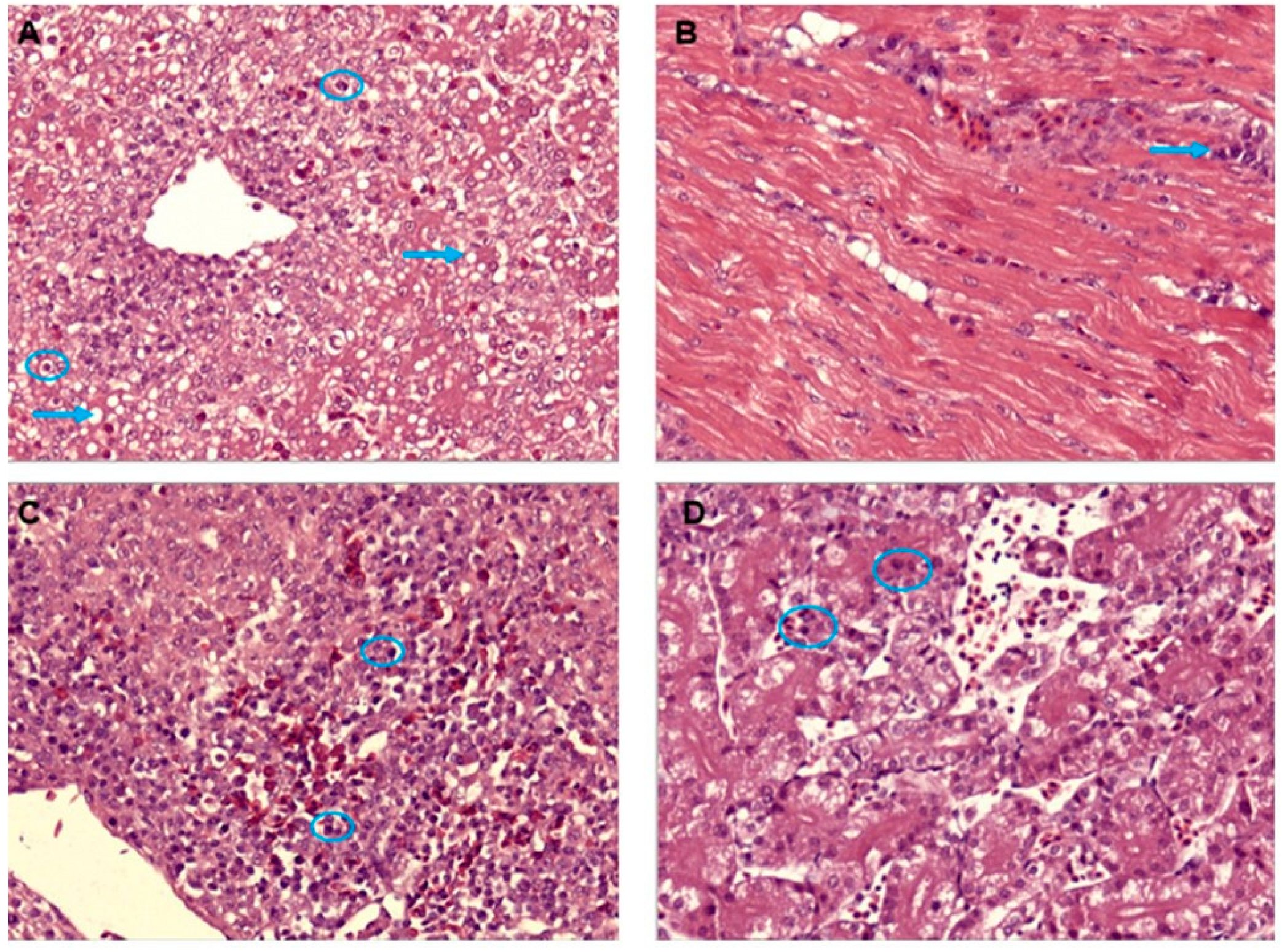 Vetsci 09 00154 g004 550