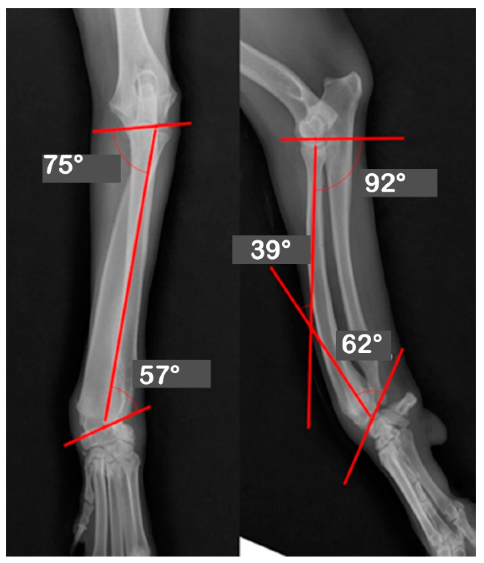 Radius ulna dog