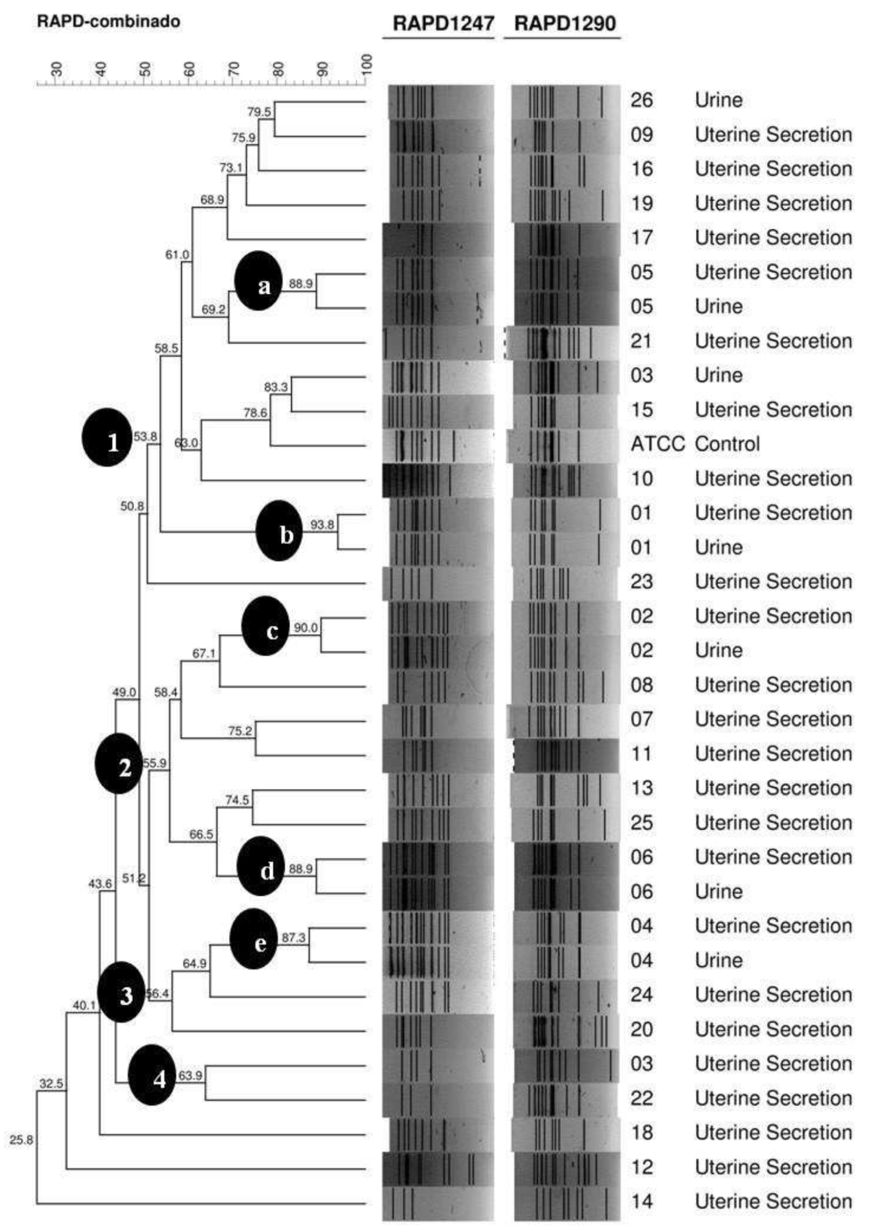 Vetsci 09 00158 g001 550