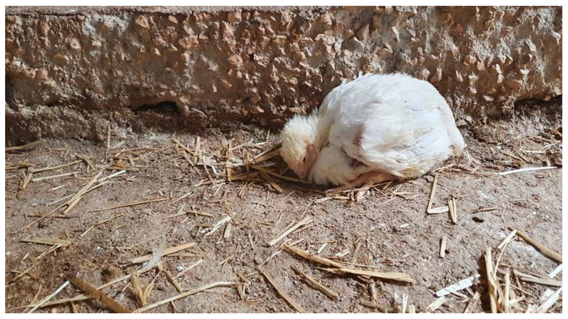 Vetsci 09 00160 g001 Vetsci 09 00160 g001