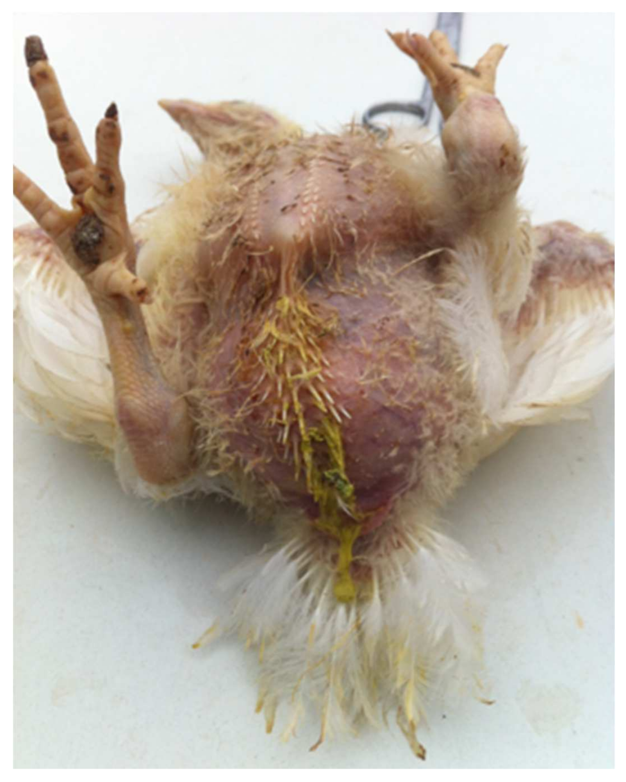 Vetsci 09 00160 g003 Vetsci 09 00160 g003