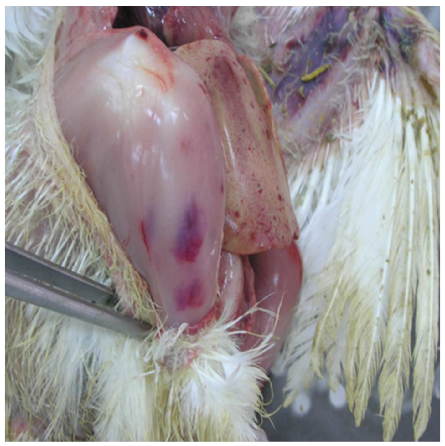 Vetsci 09 00160 g004 Vetsci 09 00160 g004