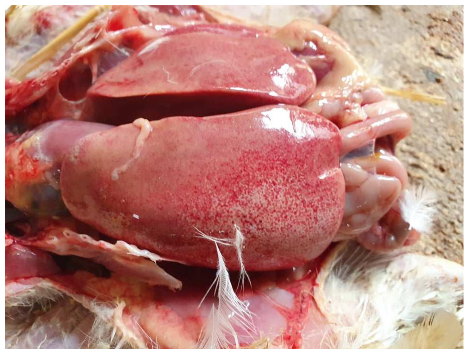 Vetsci 09 00160 g005 Vetsci 09 00160 g005