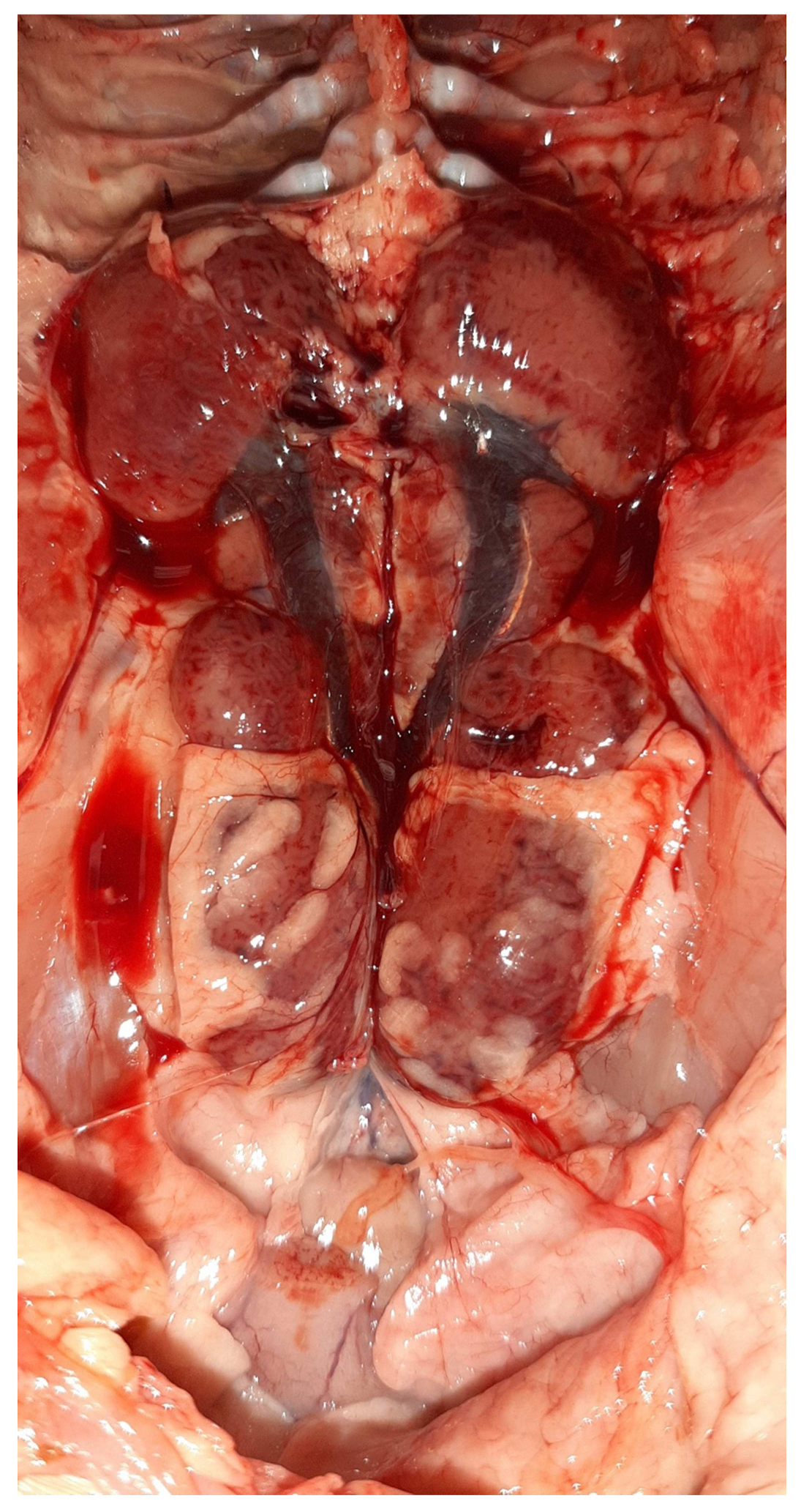Vetsci 09 00160 g006 Vetsci 09 00160 g006