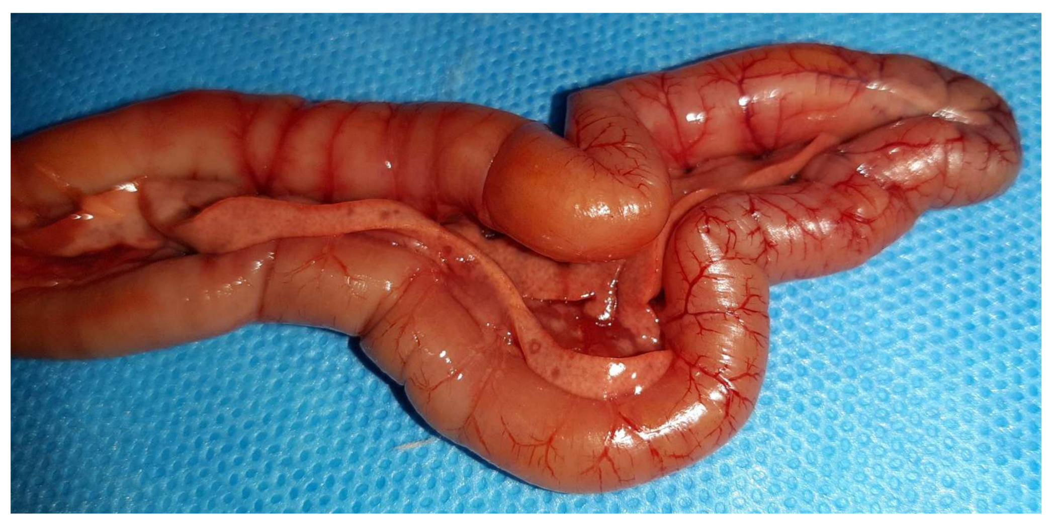 Vetsci 09 00160 g007 Vetsci 09 00160 g007