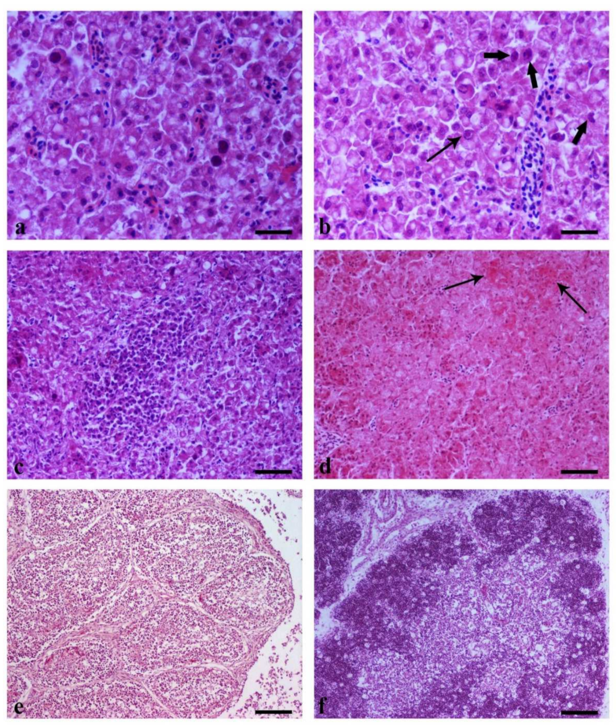 Vetsci 09 00160 g008 Vetsci 09 00160 g008