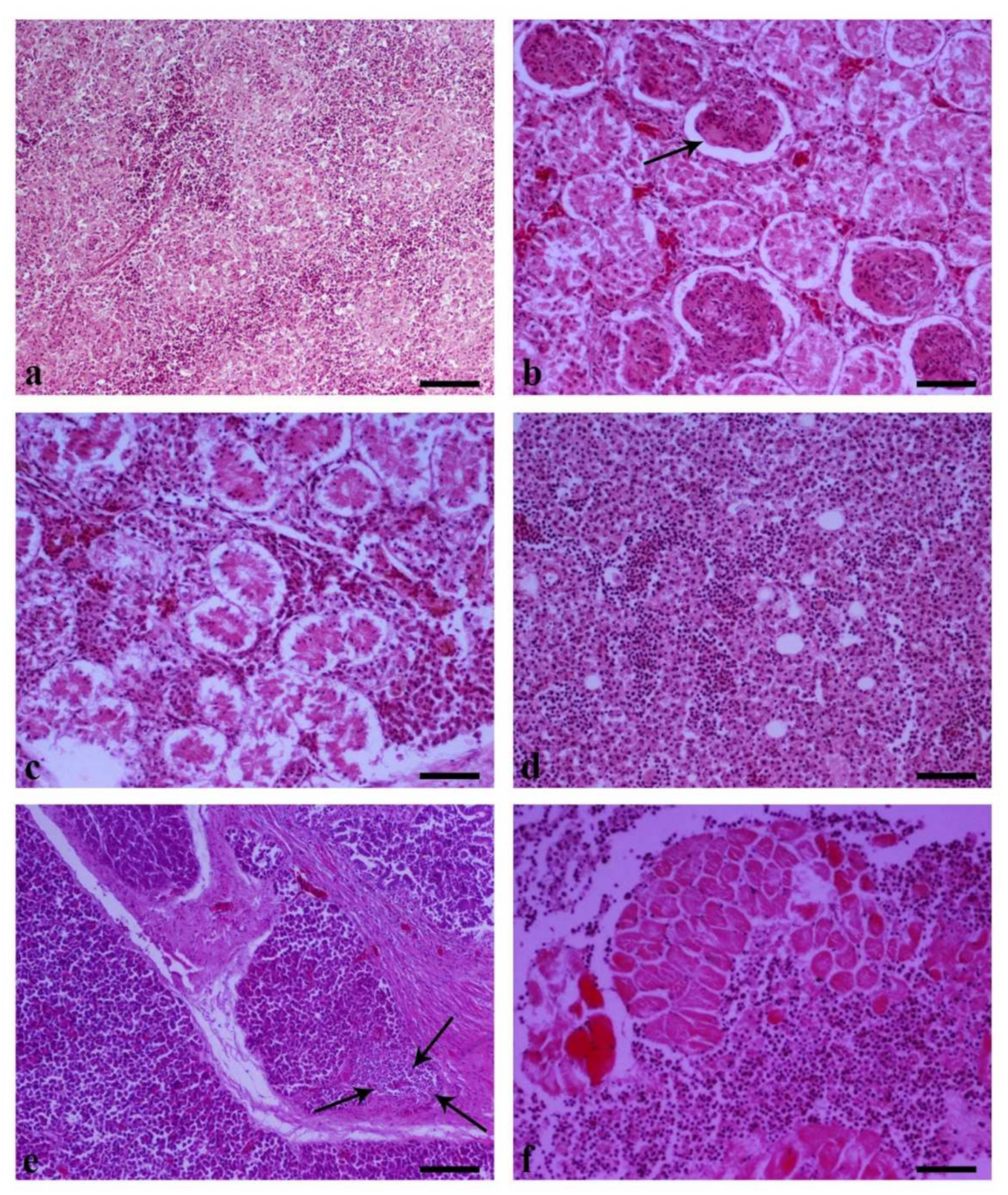 Vetsci 09 00160 g009 Vetsci 09 00160 g009