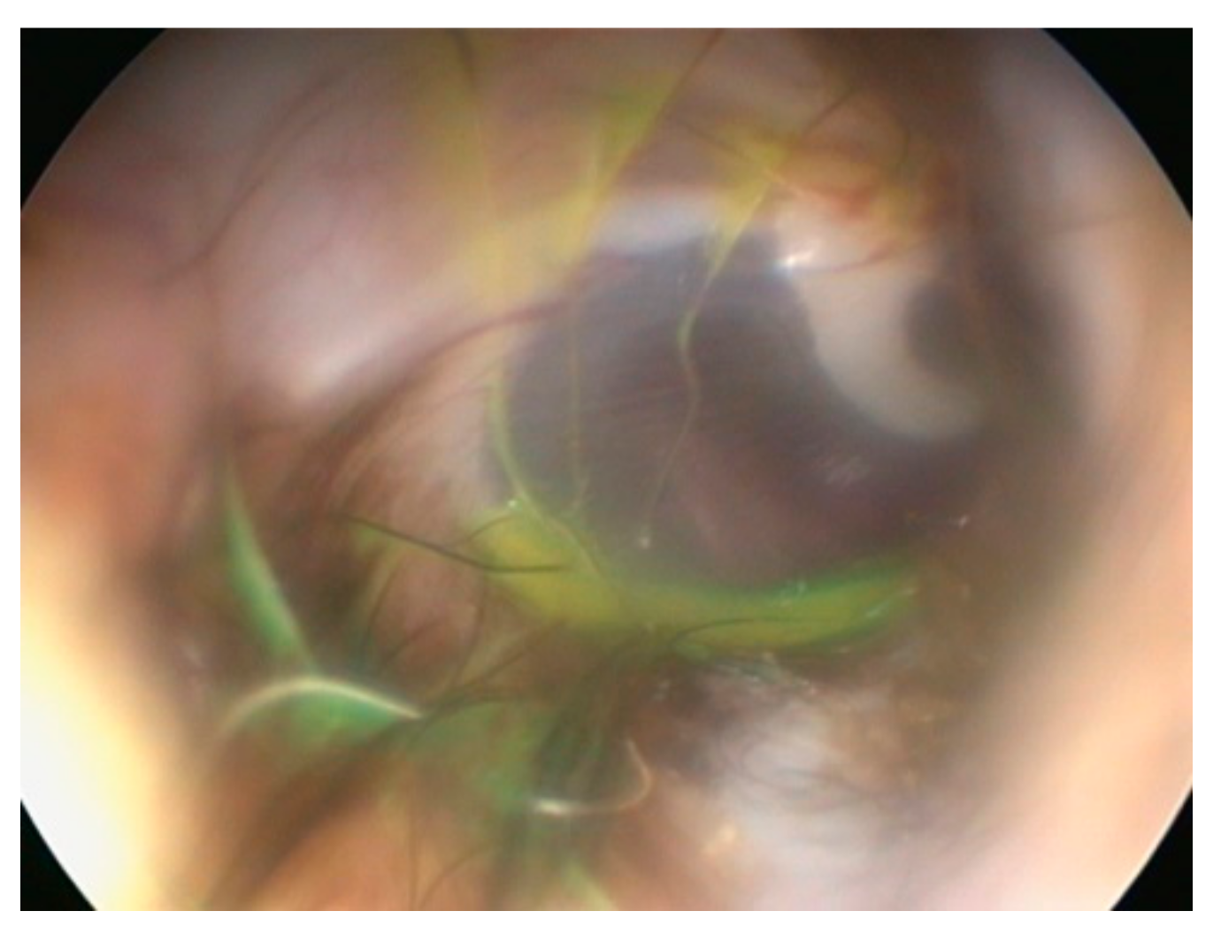 Vetsci 09 00161 g005 550