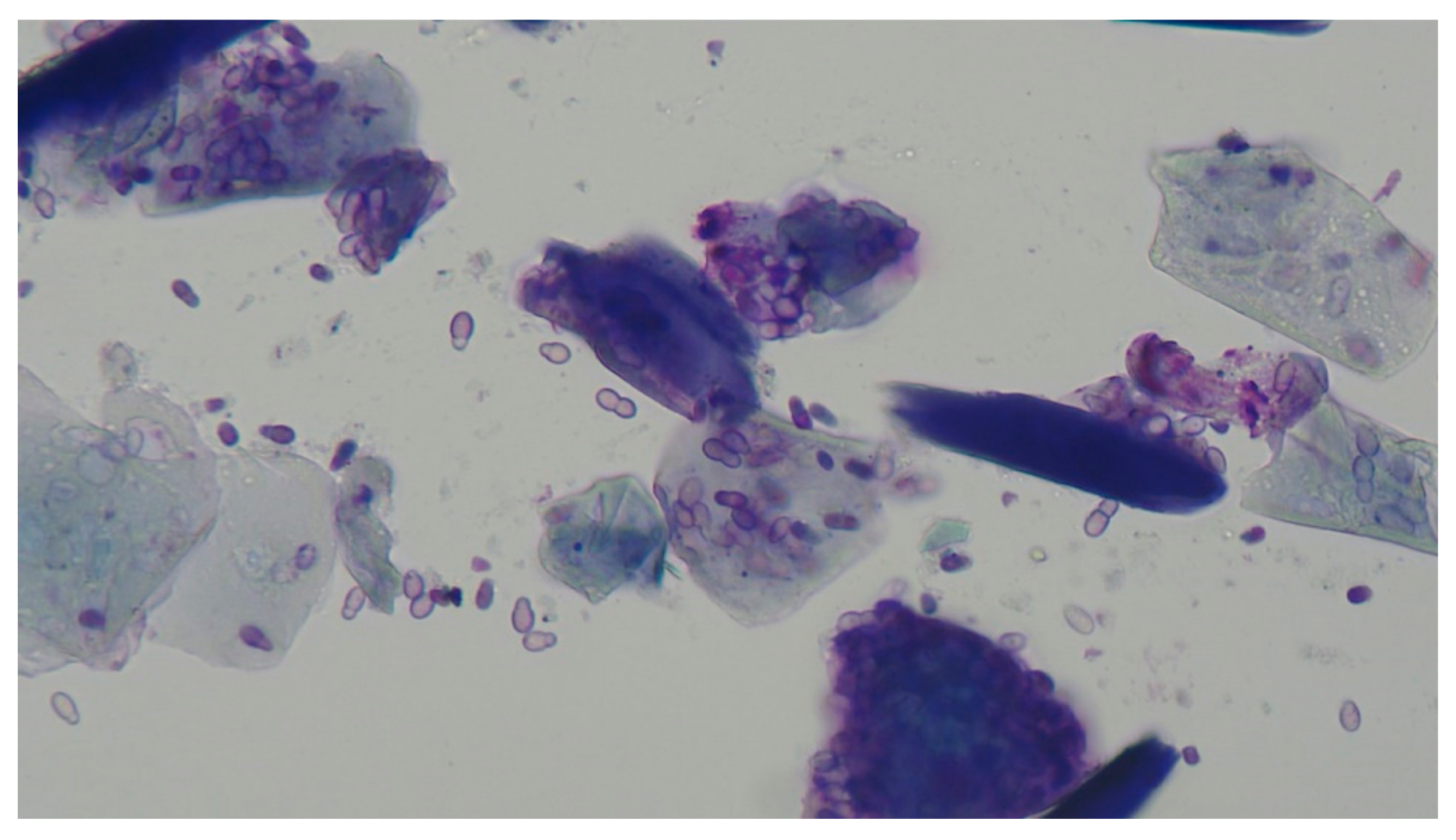 Vetsci 09 00161 g008 550