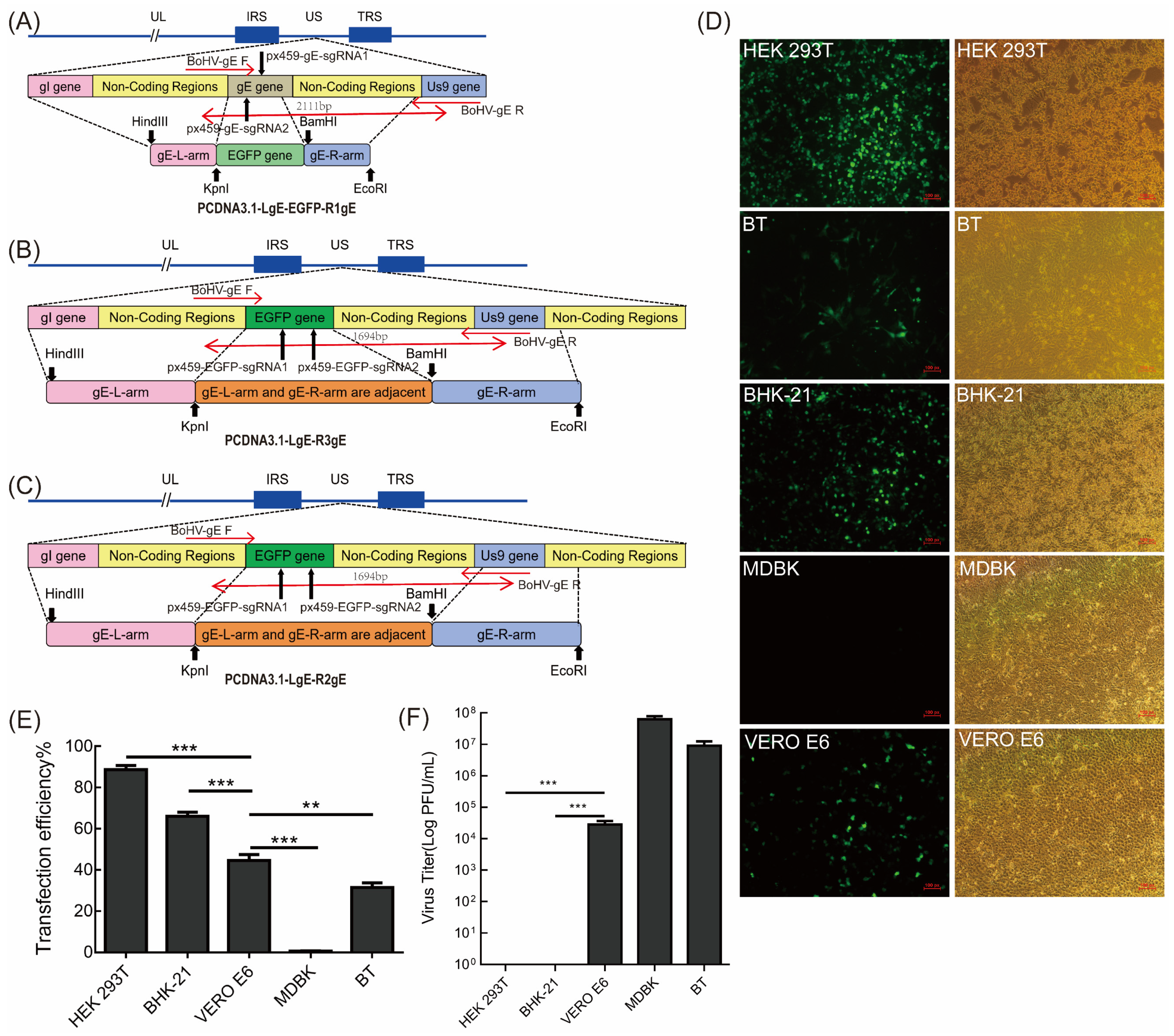 Vetsci 09 00166 g001