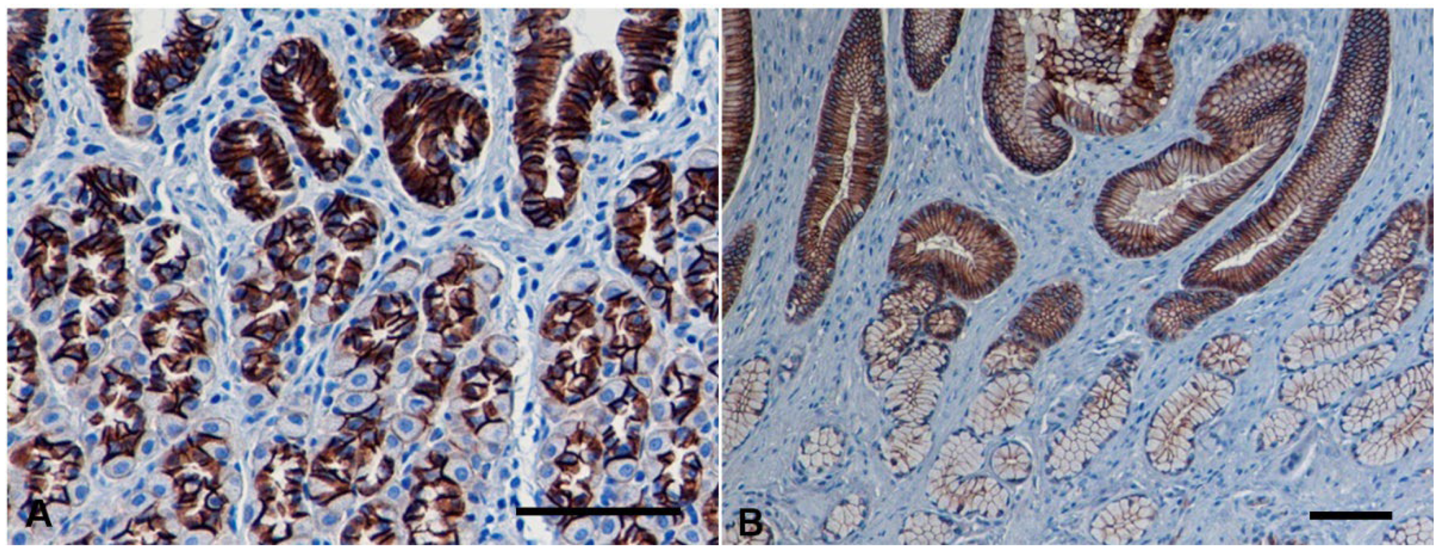 Vetsci 09 00172 g002 550