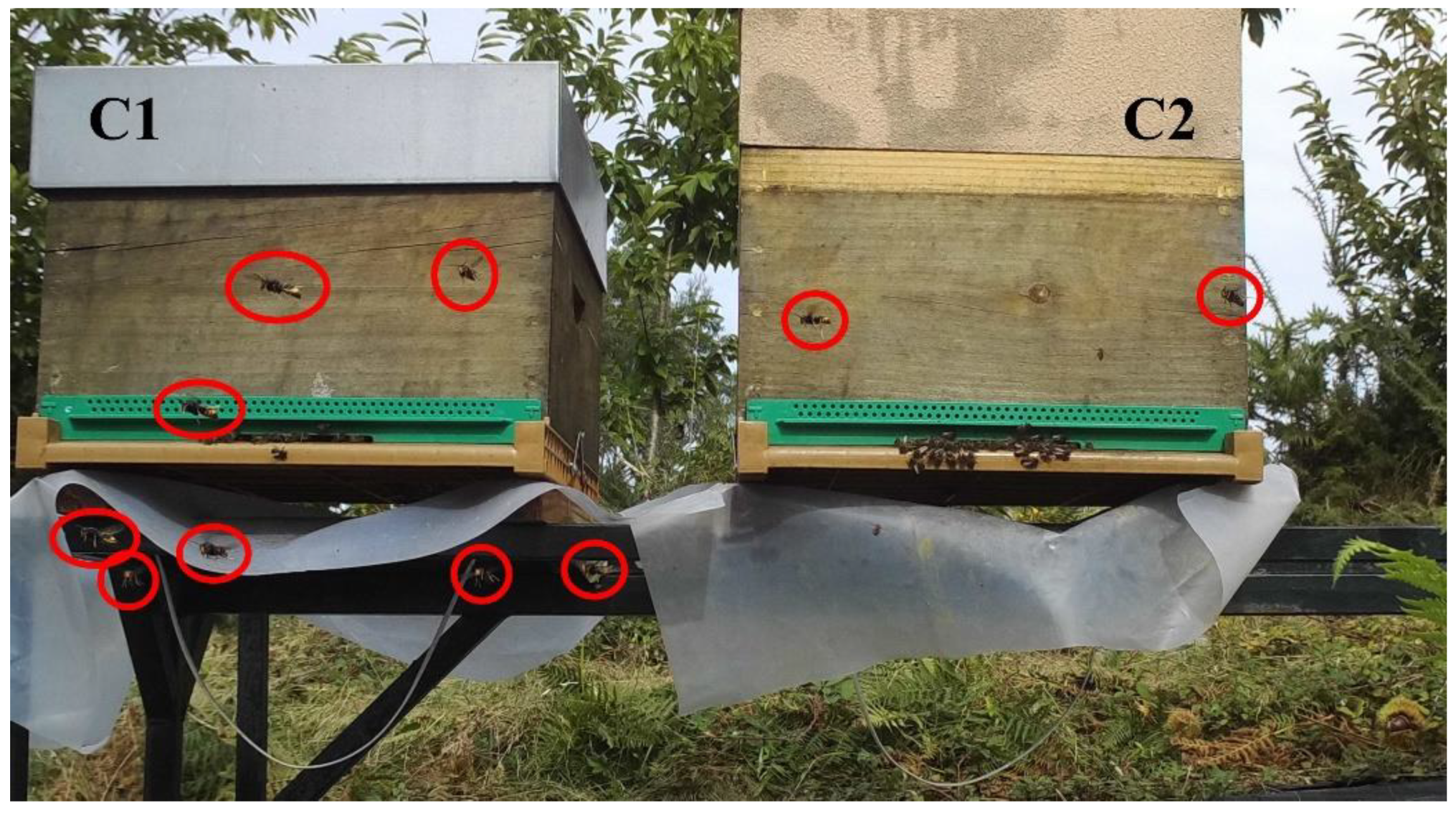 Vetsci 09 00183 g005 Vetsci 09 00183 g005