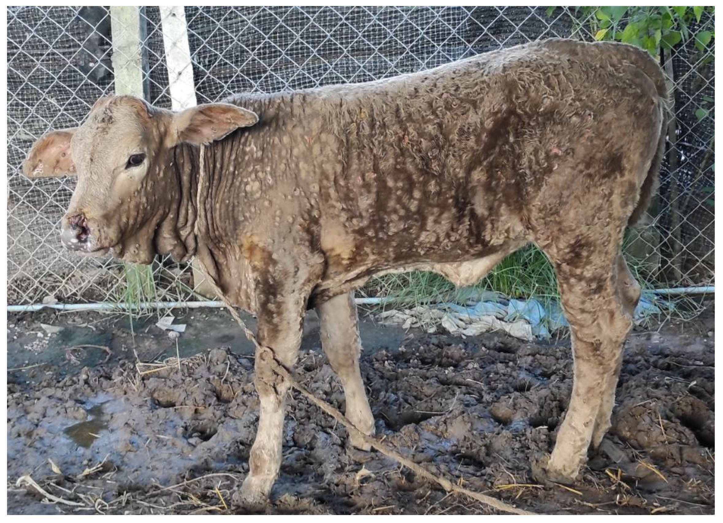 Vetsci 09 00194 g002 550