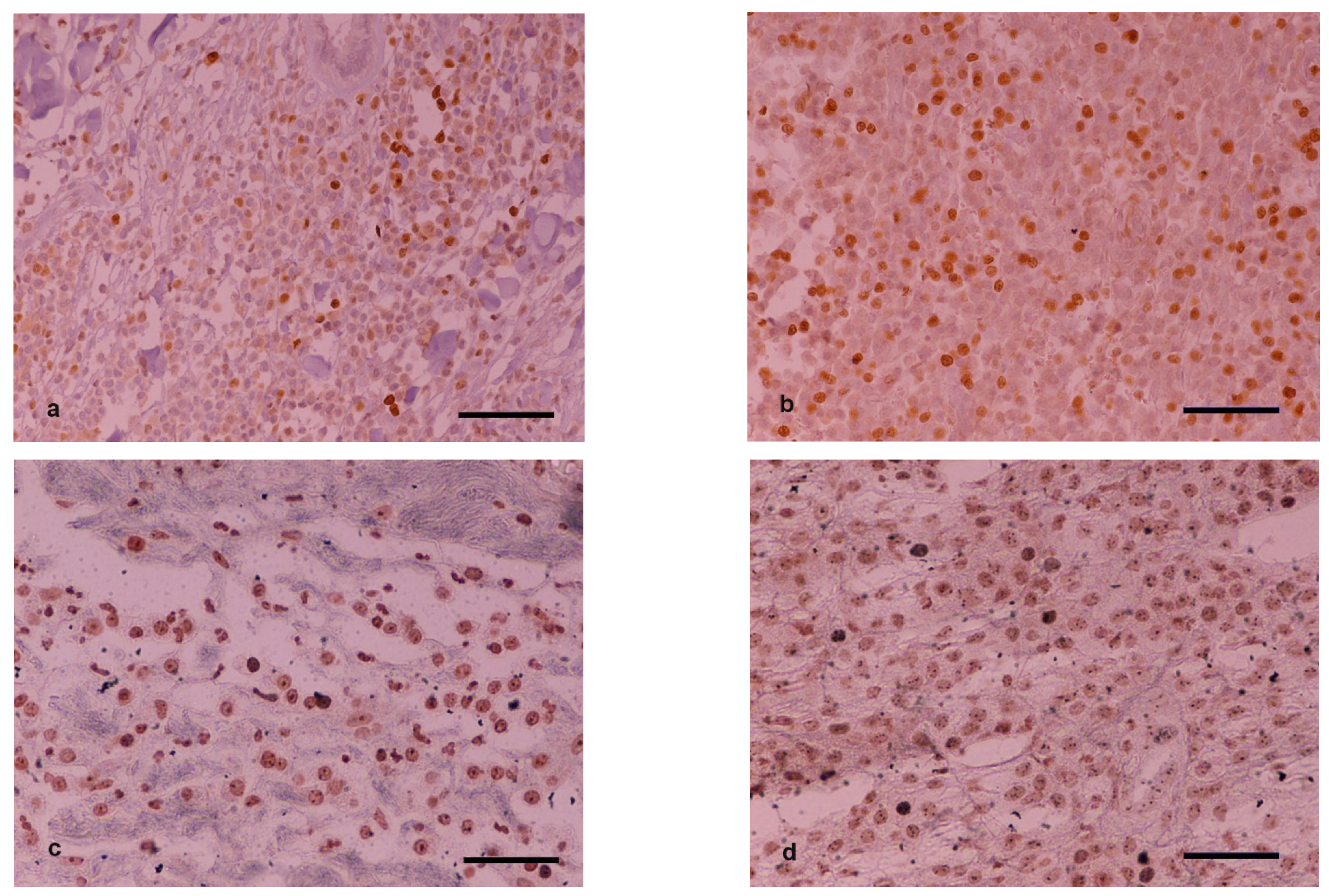 Vetsci 09 00202 g002 550