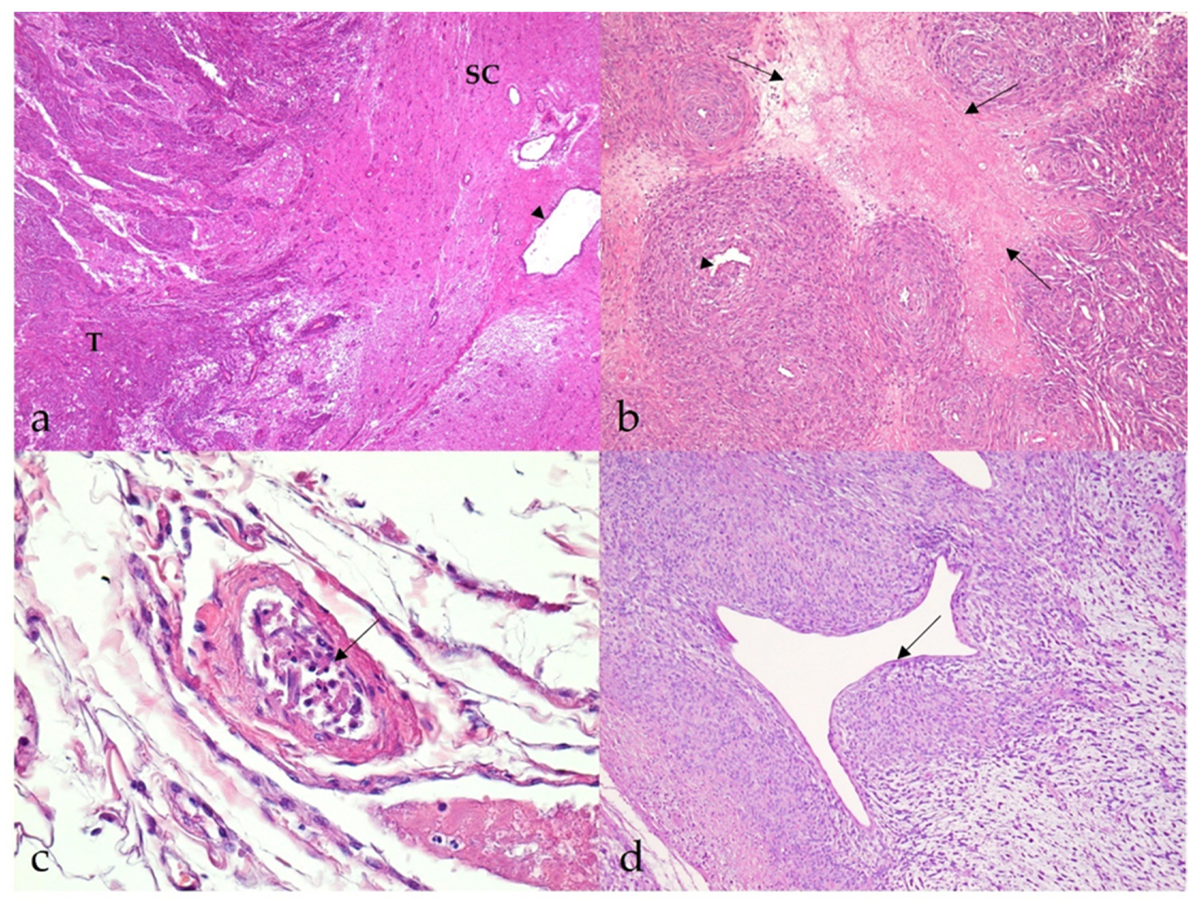 Vetsci 09 00204 g003