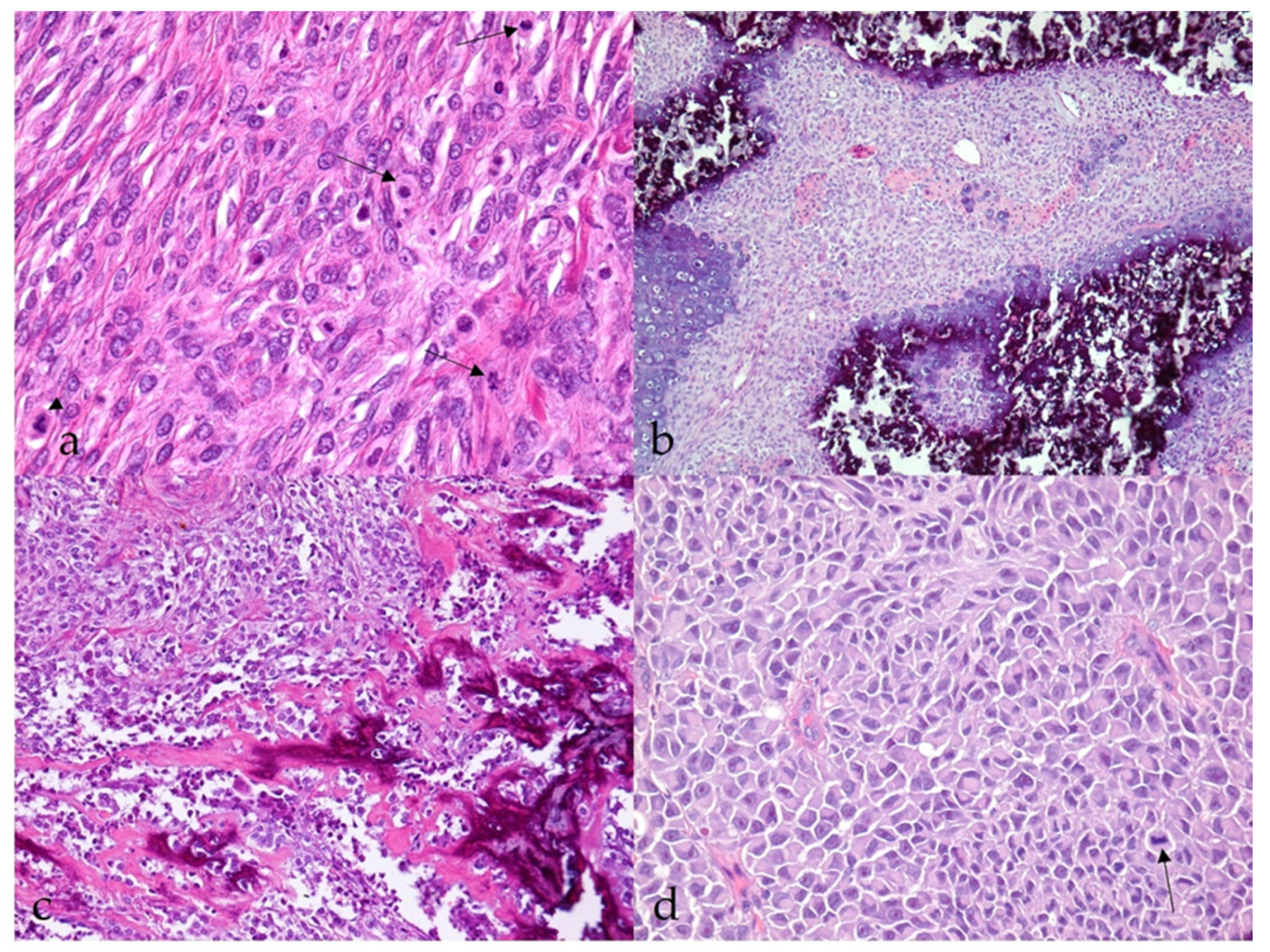 Vetsci 09 00204 g004