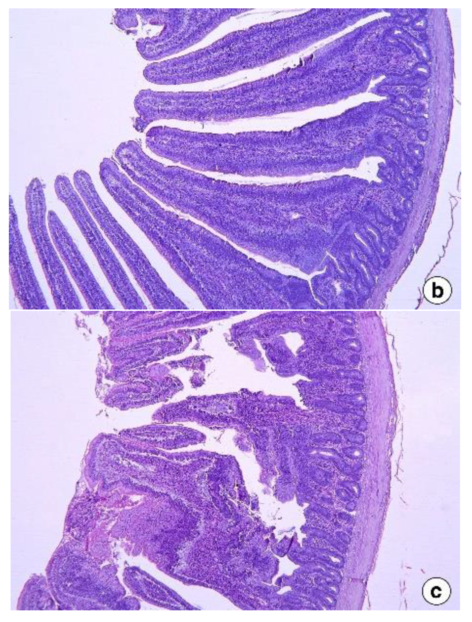 Vetsci 09 00207 g001b