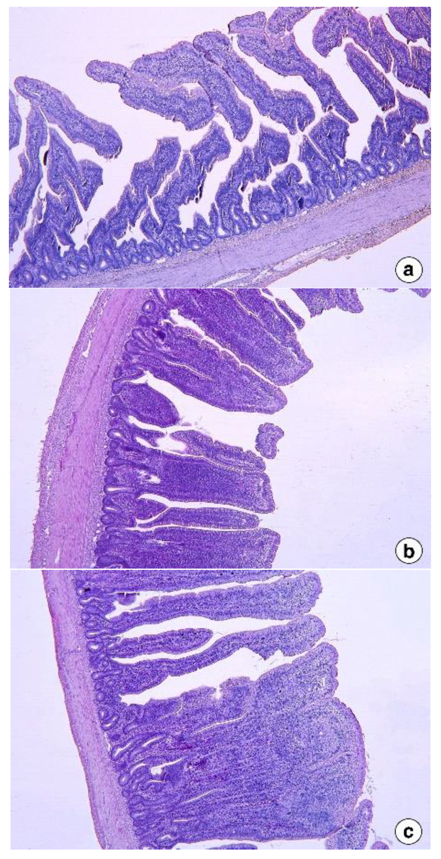 Vetsci 09 00207 g002