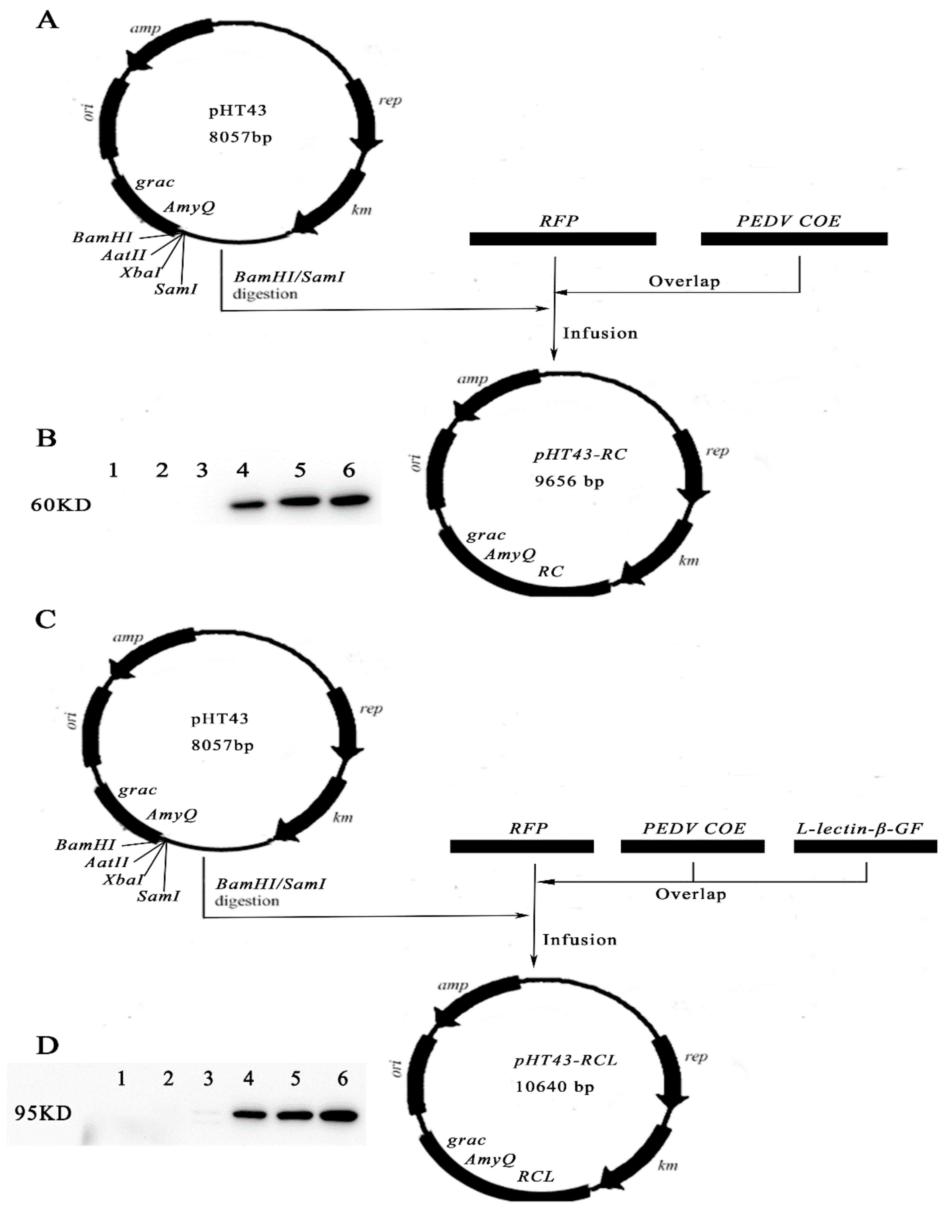 Vetsci 09 00211 g002 Vetsci 09 00211 g002
