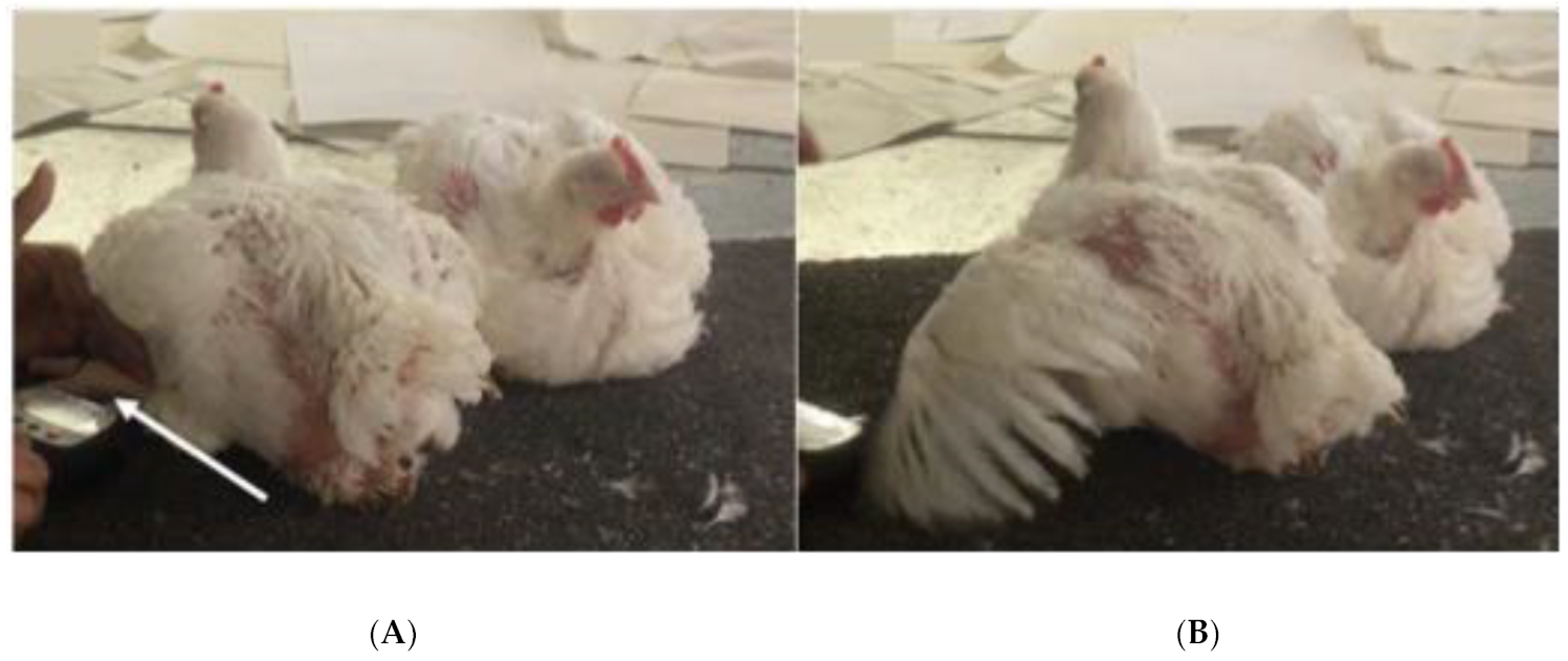 Vetsci 09 00212 g001