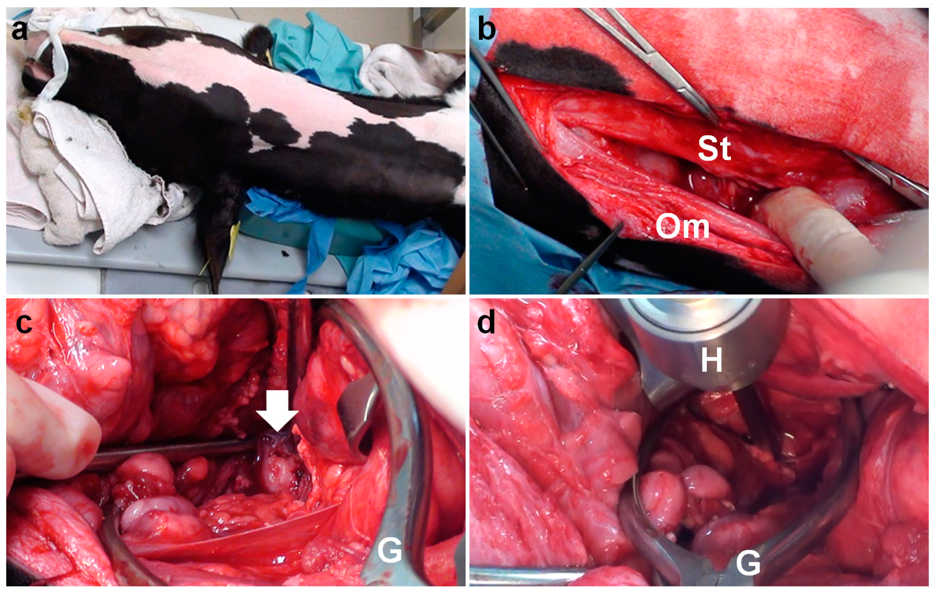 Vetsci 09 00218 g003 550