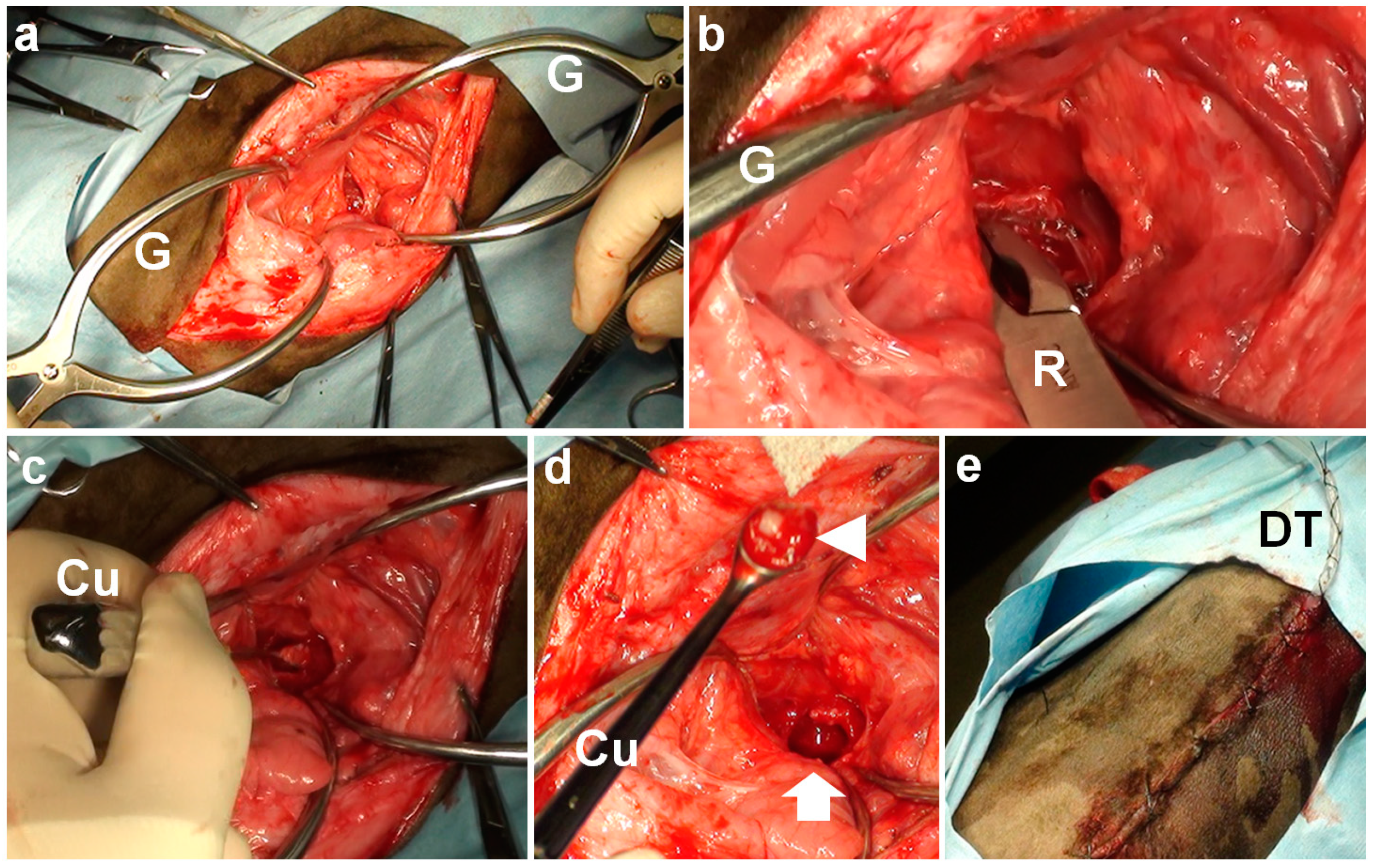Vetsci 09 00218 g004 550