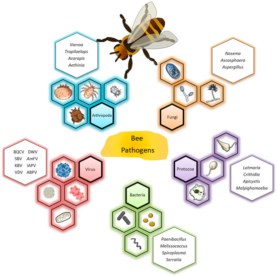 Molecular Detection and Differentiation of Arthropod, Fungal 