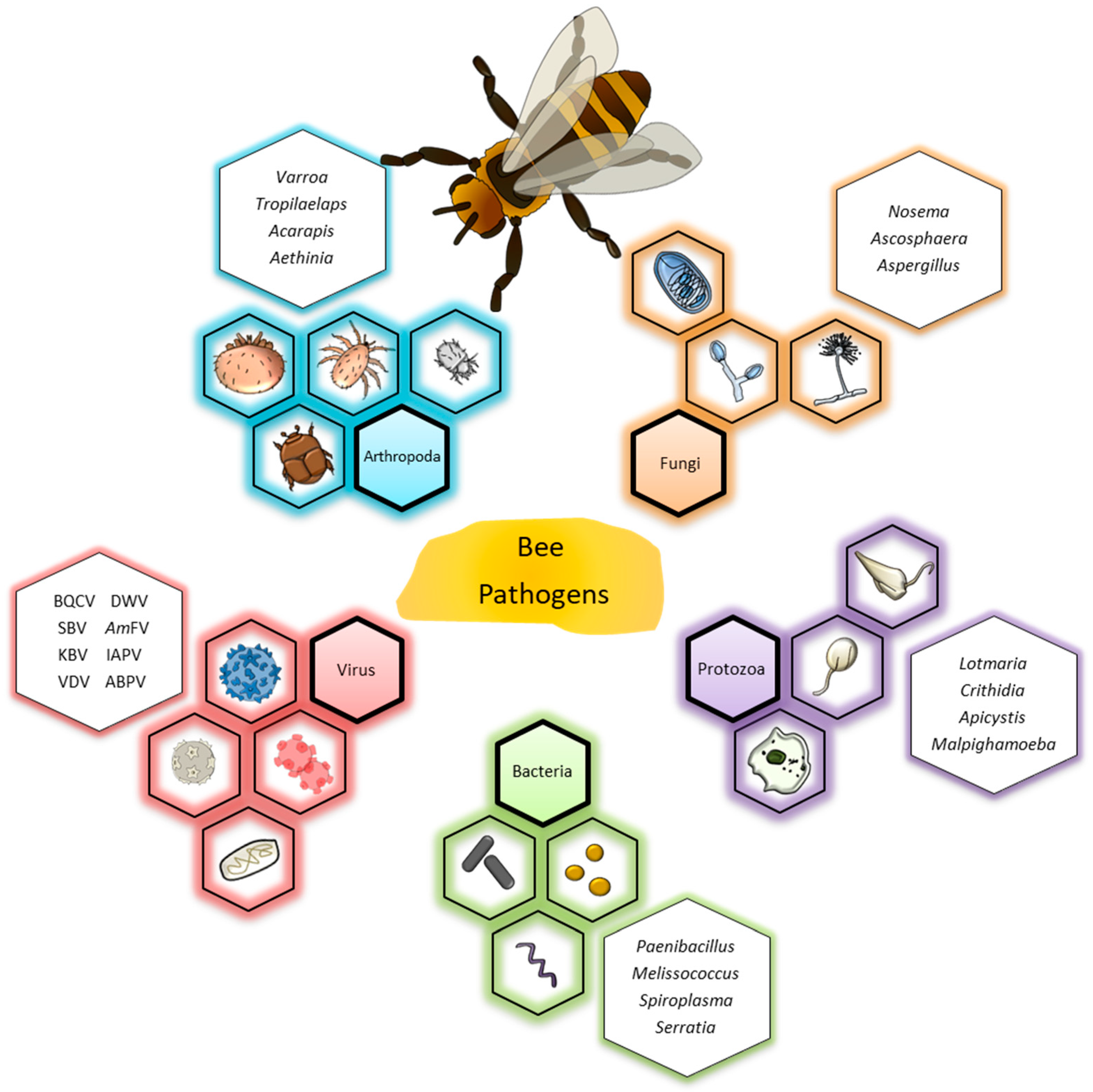 Honeybees are Predictors of a City's Health, New Research Finds