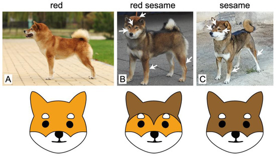 Sciences Free Full-Text | ASIP Promoter Variants Predict Sesame Coat Color in Inu Dogs