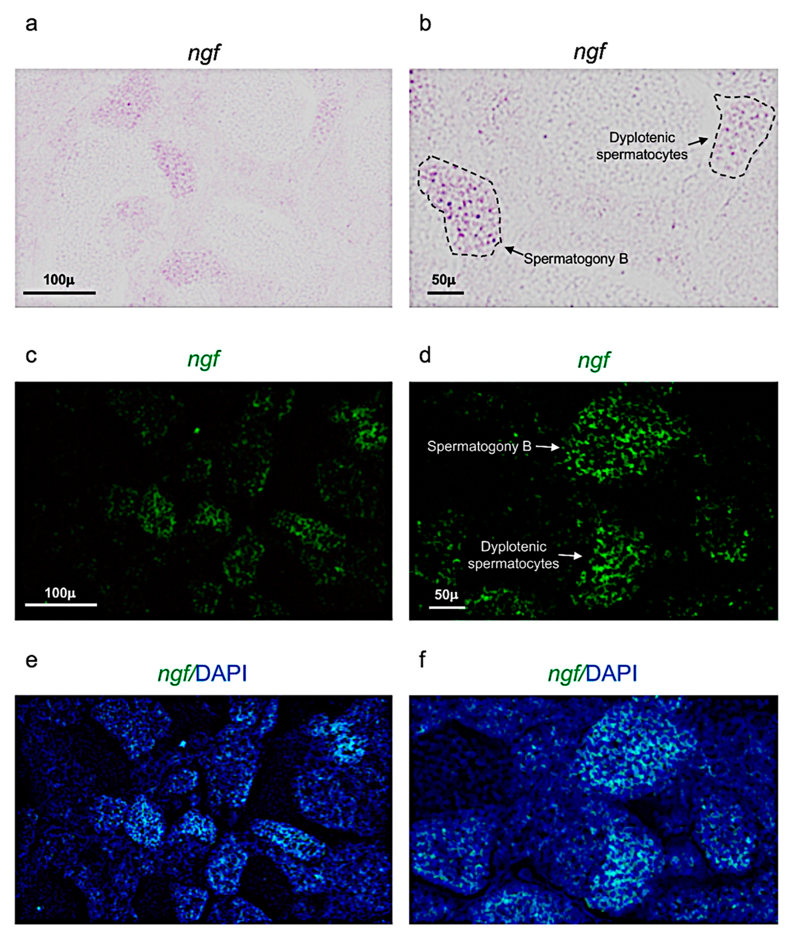 Vetsci 09 00225 g002